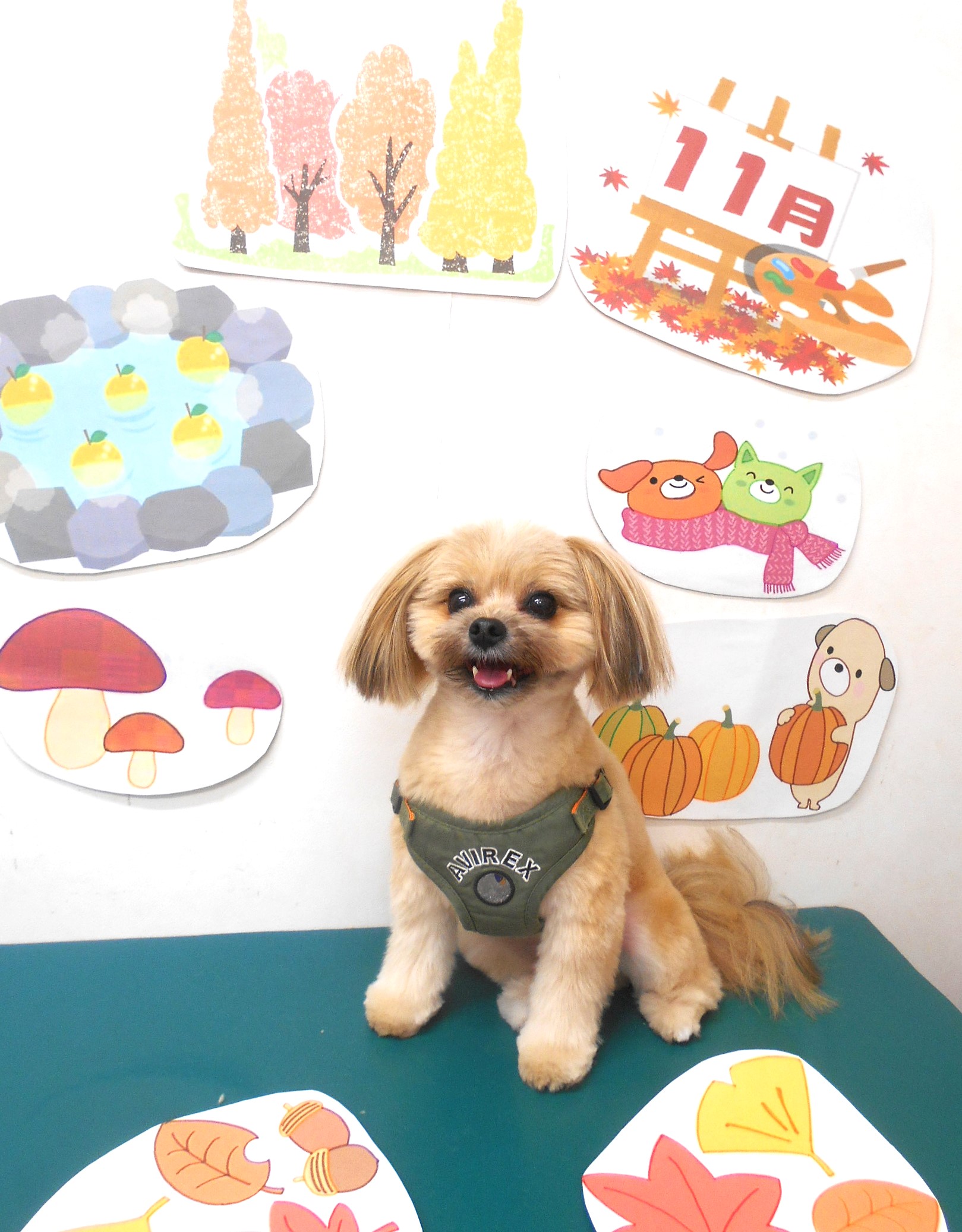 ミックス犬(その他)のトリミングカット シュシュどうぶつ病院の1枚目