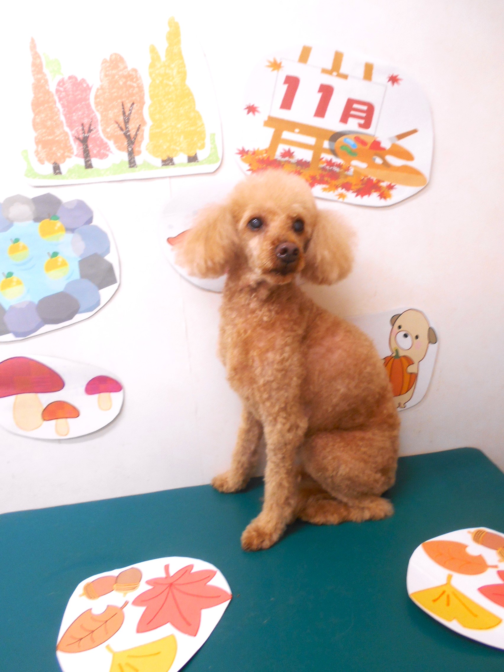 トイプードルのトリミングカット シュシュどうぶつ病院の1枚目