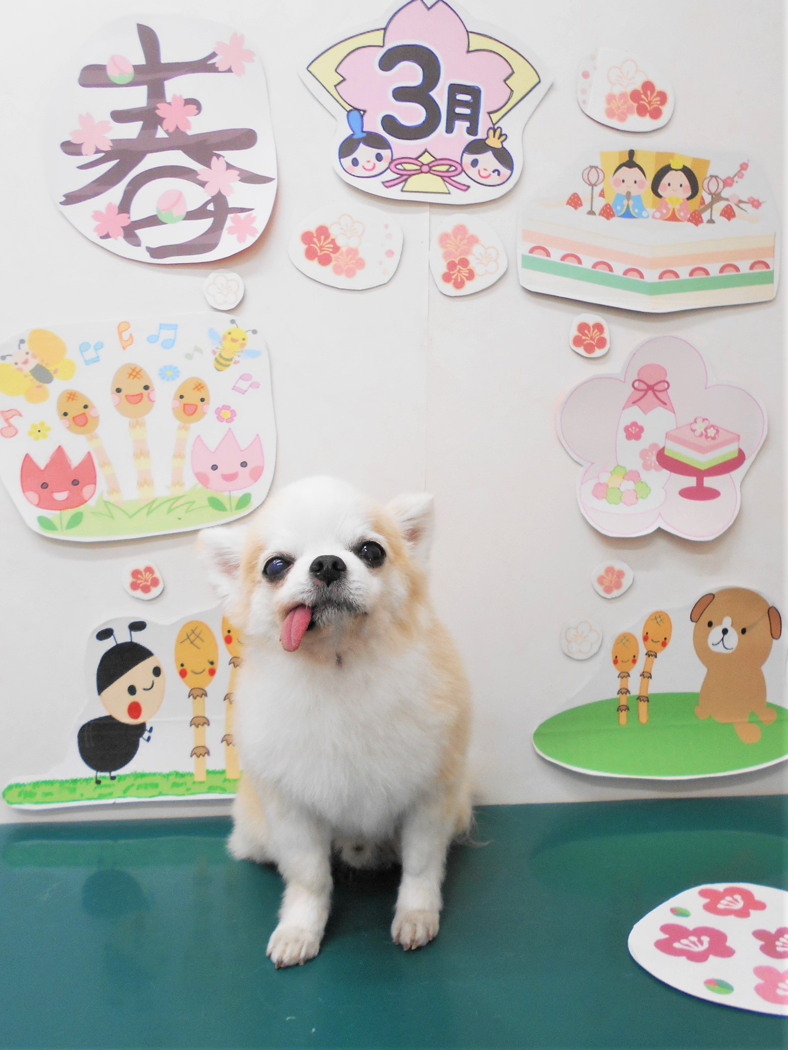 チワワのトリミングカット シュシュどうぶつ病院の1枚目
