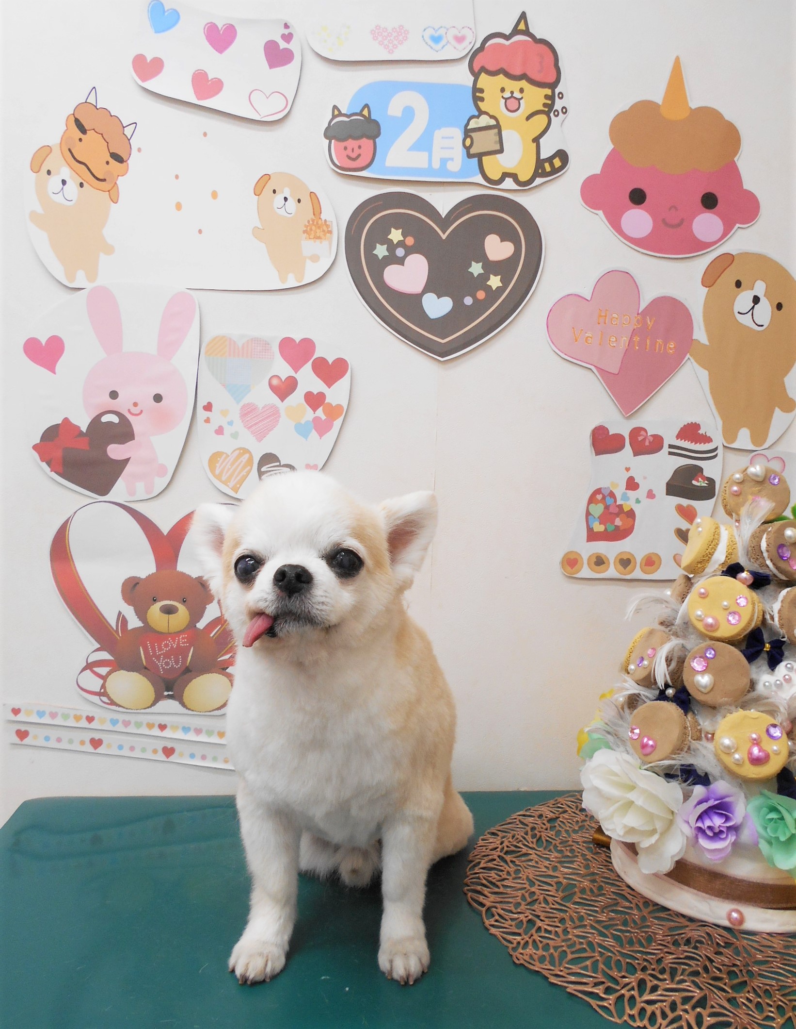 チワワのトリミングカット シュシュどうぶつ病院の1枚目