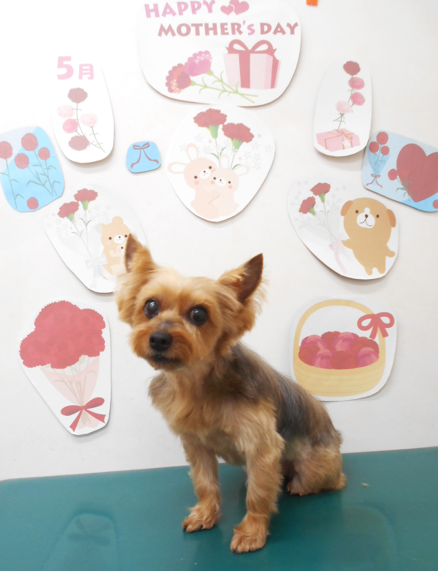 ヨークシャーテリアのトリミングカット シュシュどうぶつ病院の1枚目