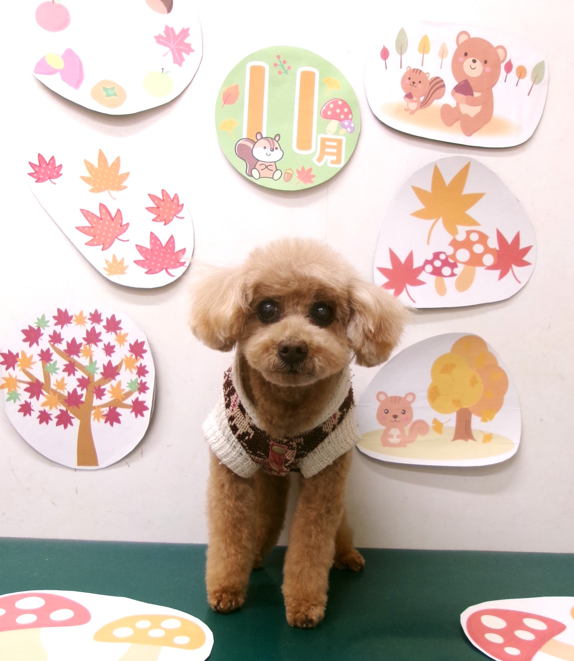 トリミングサロン シュシュどうぶつ病院のトリミングカット-10579の1枚目