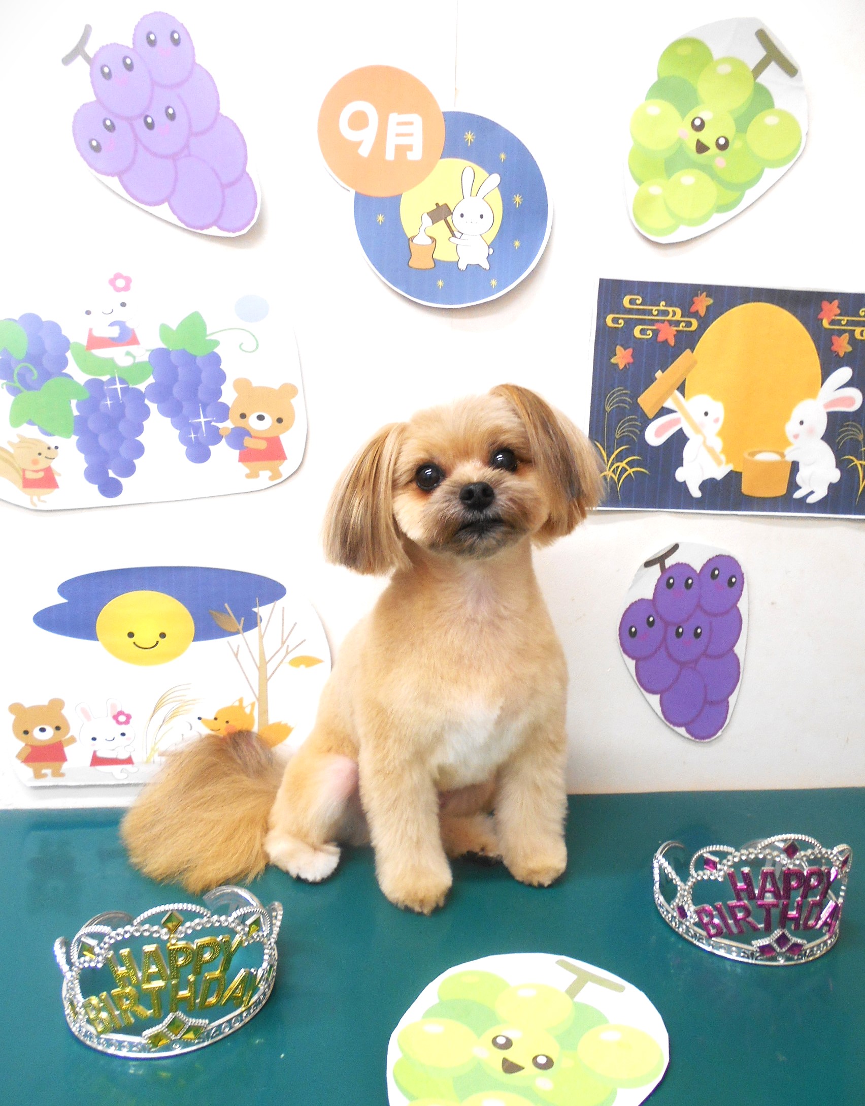 ミックス犬(その他)のトリミングカット シュシュどうぶつ病院の1枚目