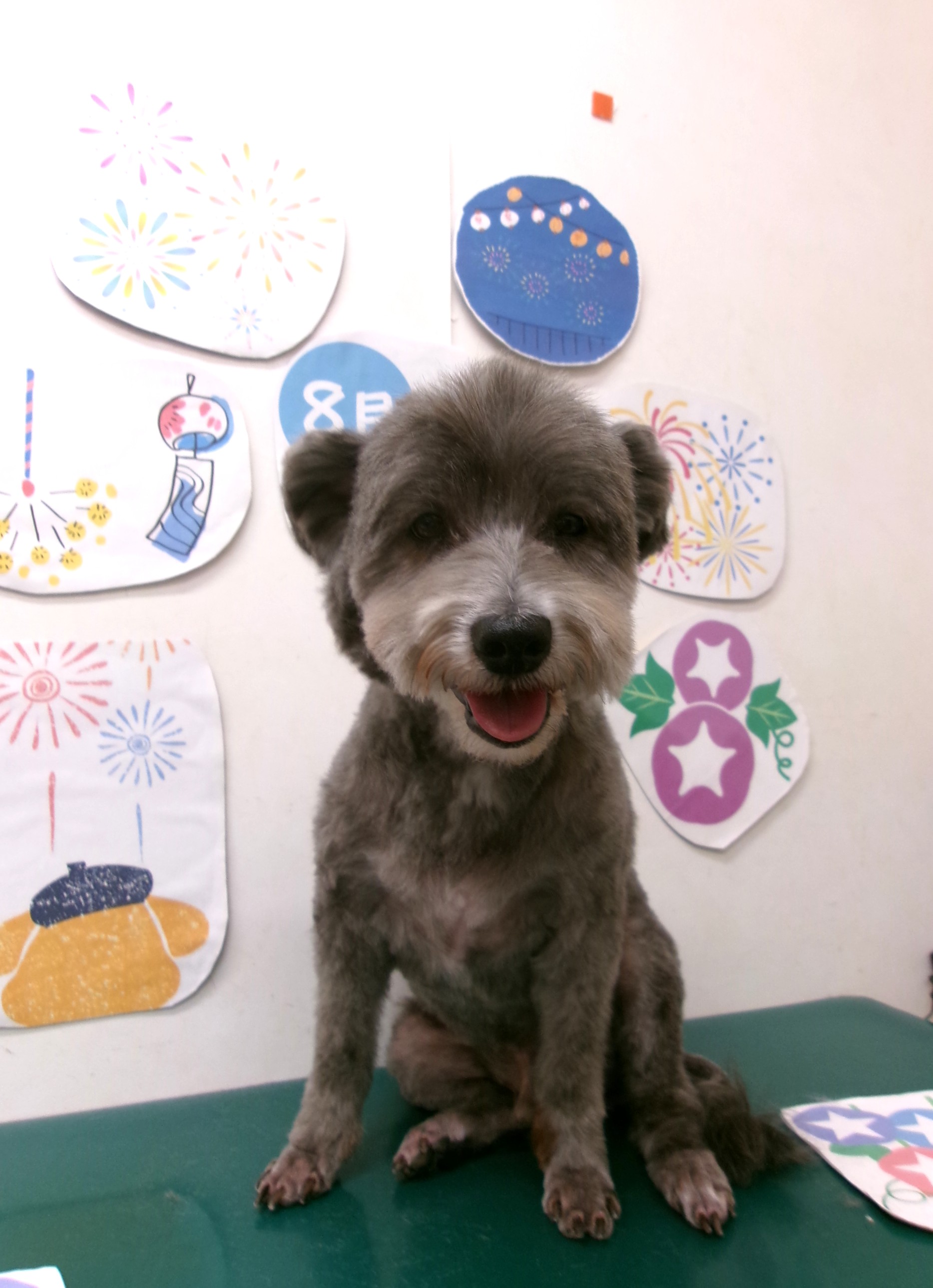 トリミングサロン シュシュどうぶつ病院のトリミングカット-10317の1枚目