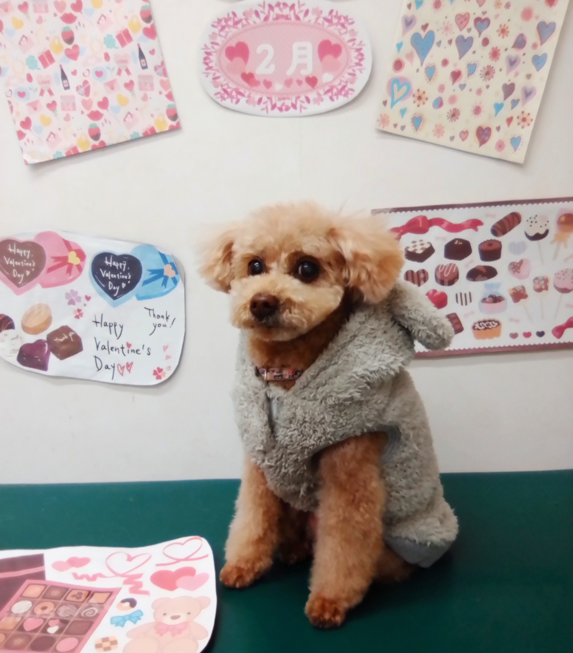 トリミングサロン シュシュどうぶつ病院のトリミングカット-9809の1枚目