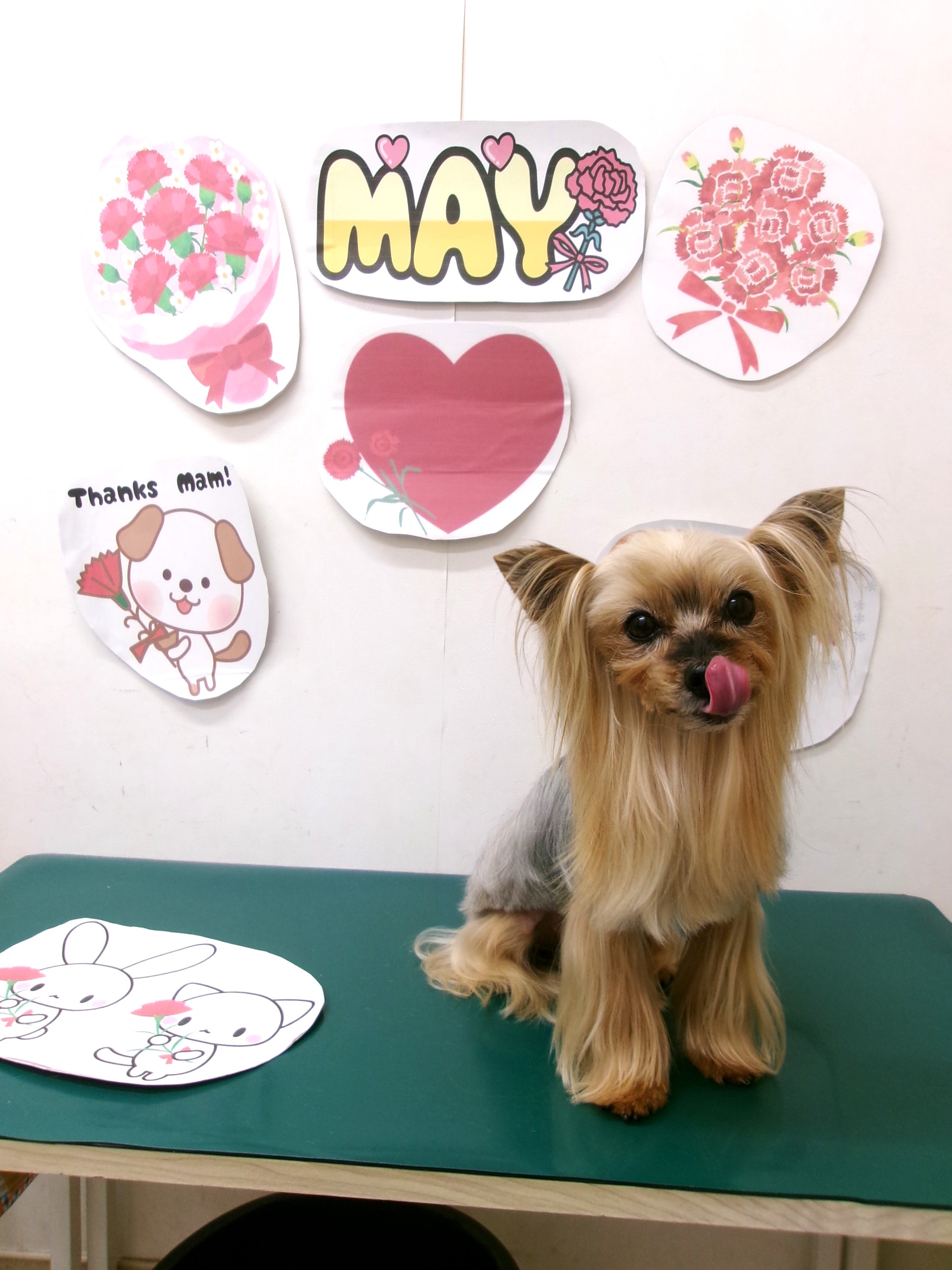 トリミングサロン シュシュどうぶつ病院のトリミングカット-10018の1枚目