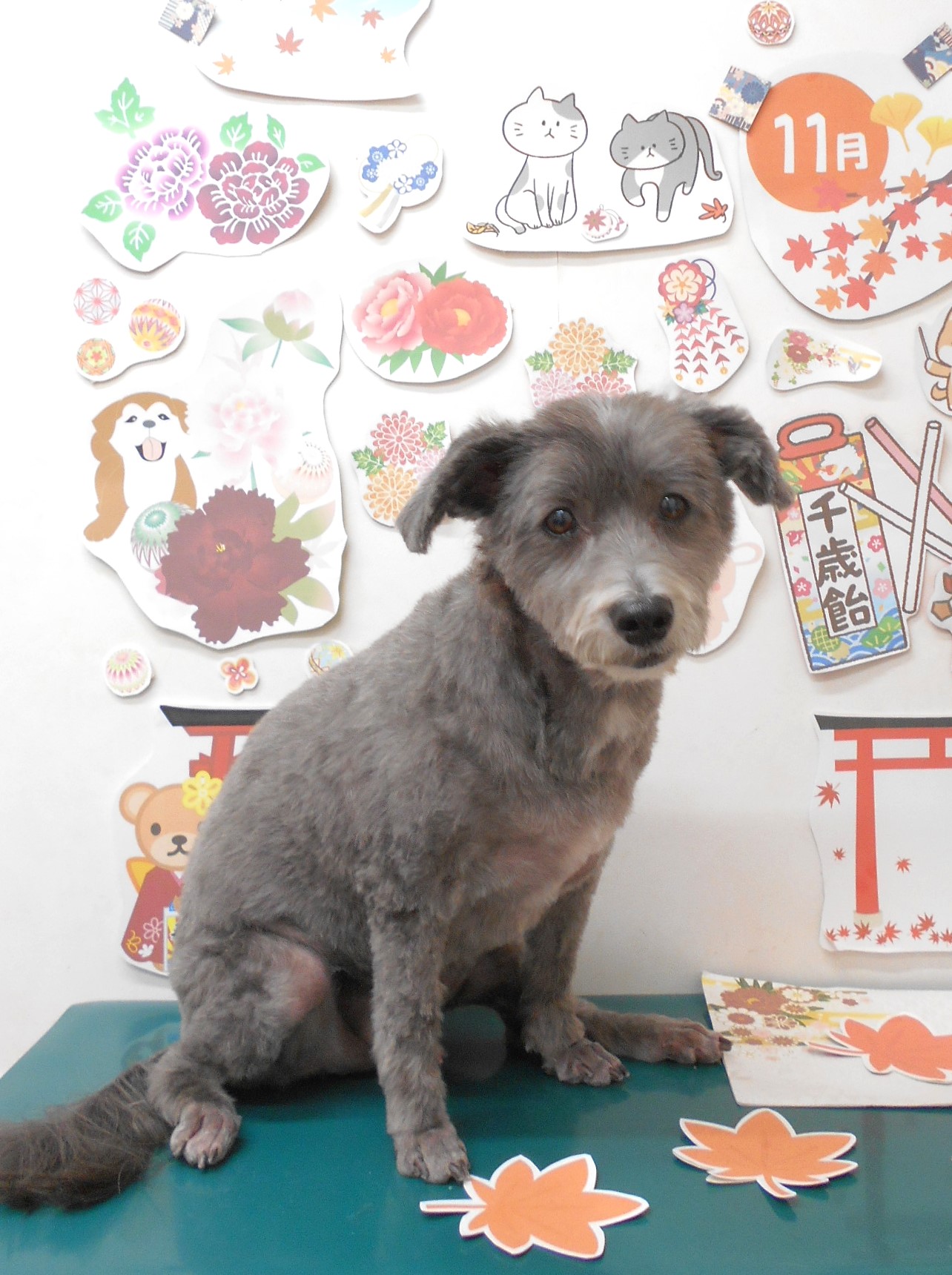 ミックス犬(その他)のトリミングカット シュシュどうぶつ病院の1枚目