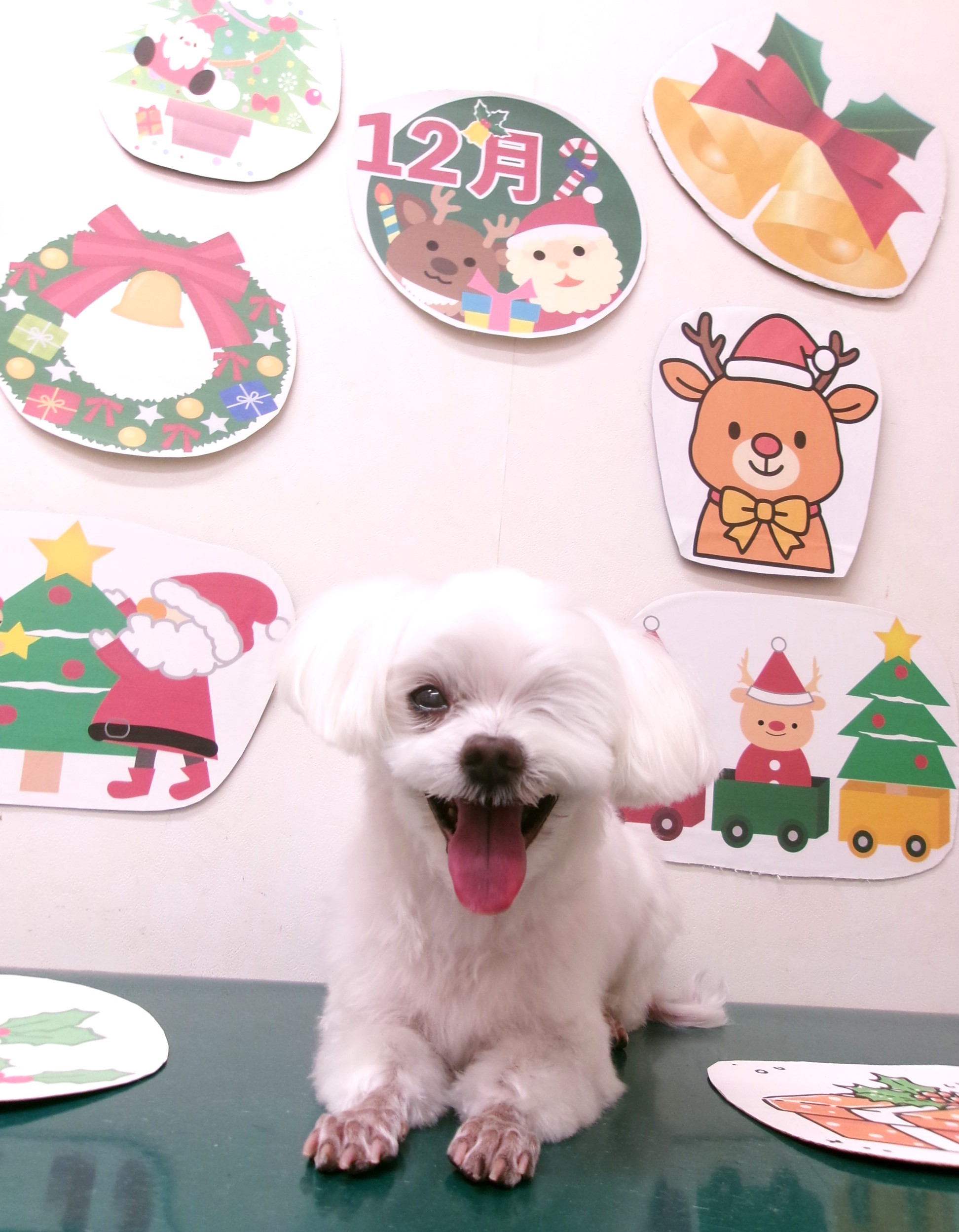 マルチーズのトリミングカット シュシュどうぶつ病院の1枚目