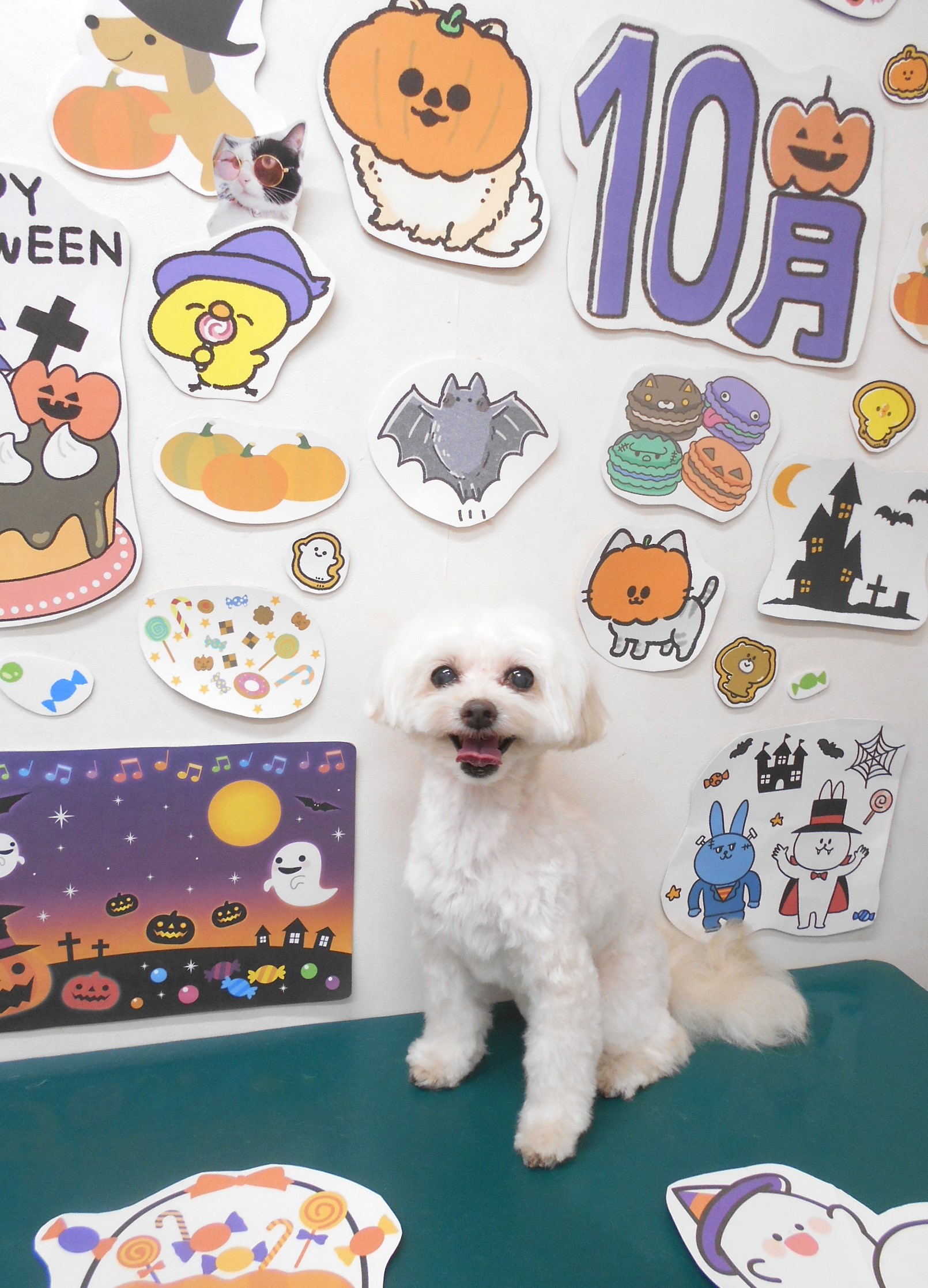 ミックス犬(その他)のトリミングカット シュシュどうぶつ病院の1枚目
