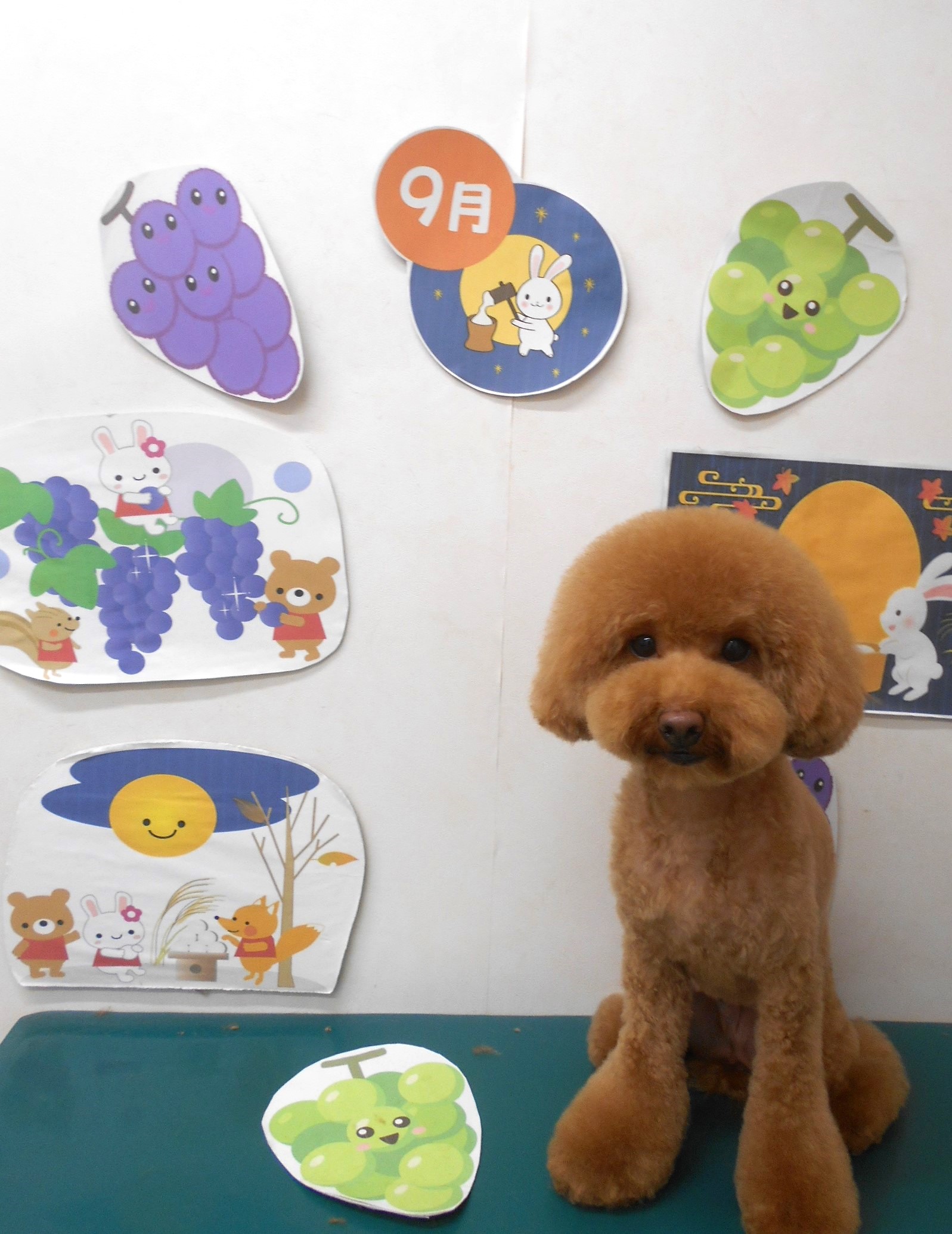 トイプードルのトリミングカット シュシュどうぶつ病院の1枚目