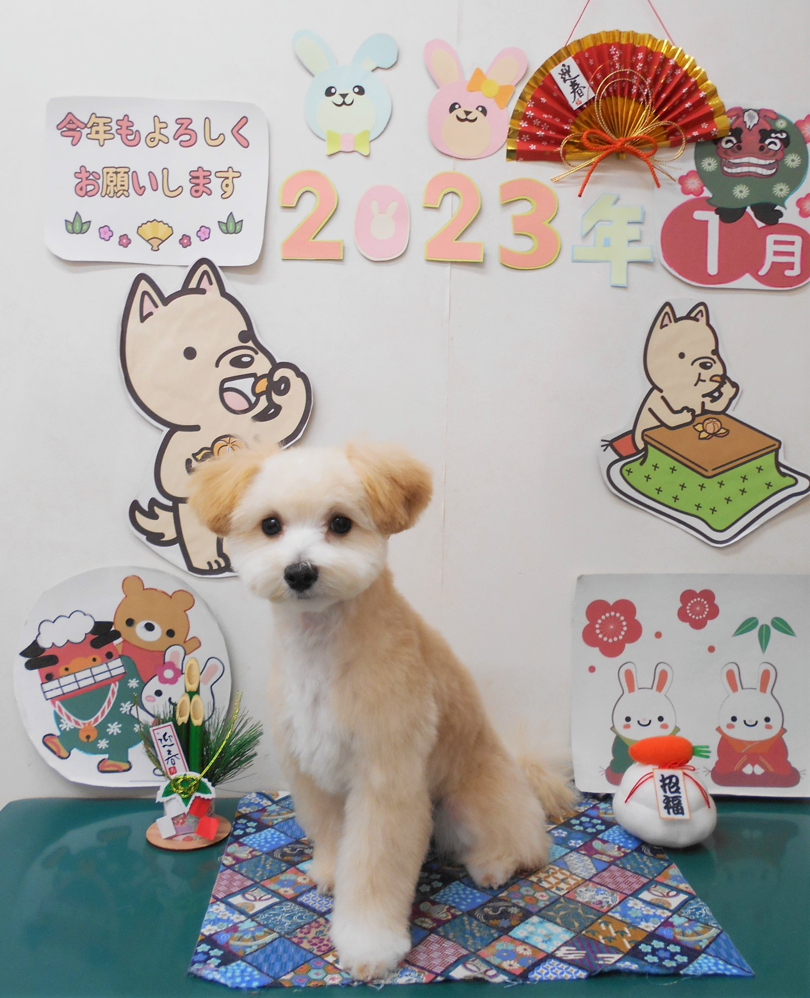 ミックス犬(その他)のトリミングカット シュシュどうぶつ病院の1枚目
