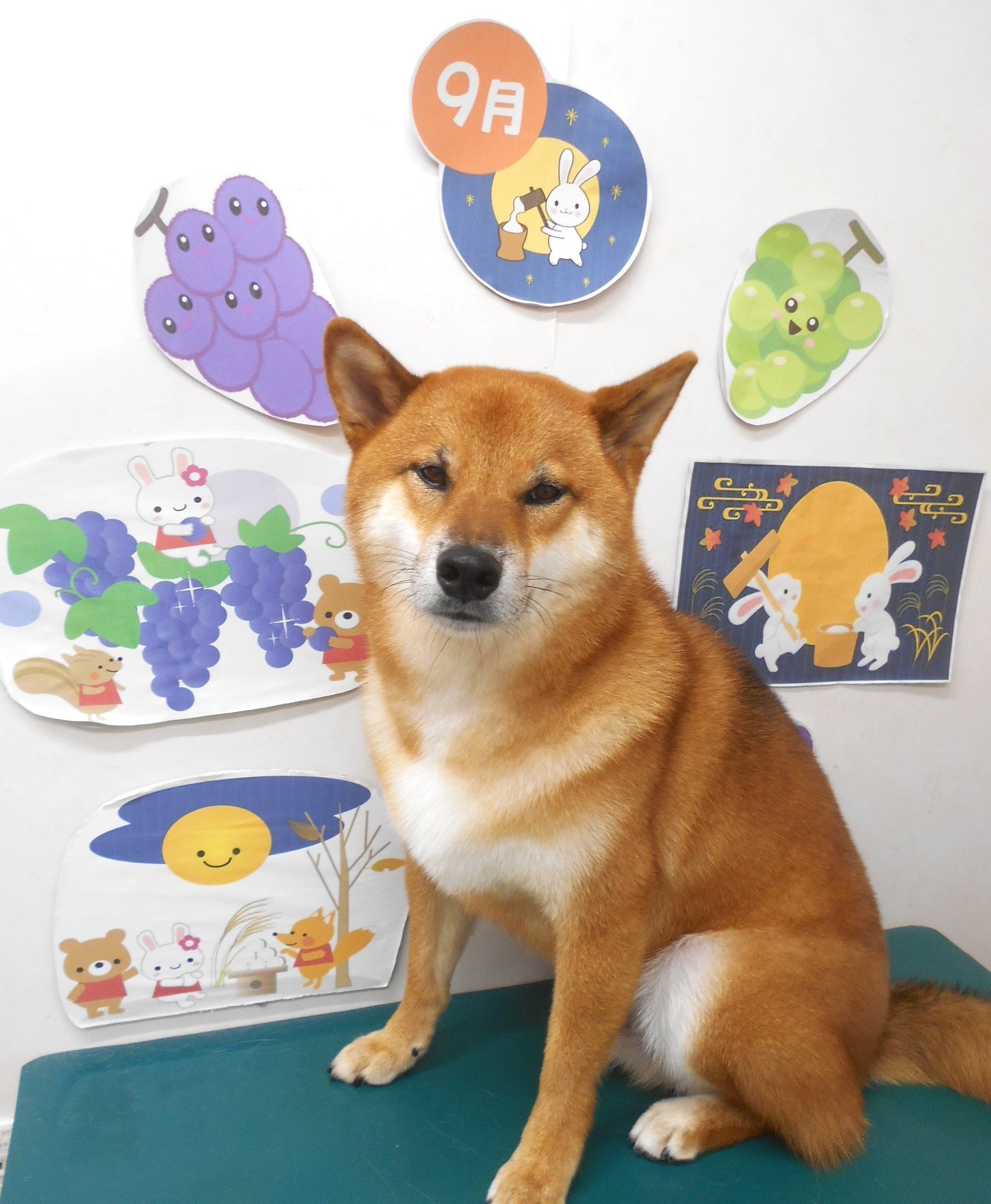 柴犬のトリミングカット シュシュどうぶつ病院の1枚目