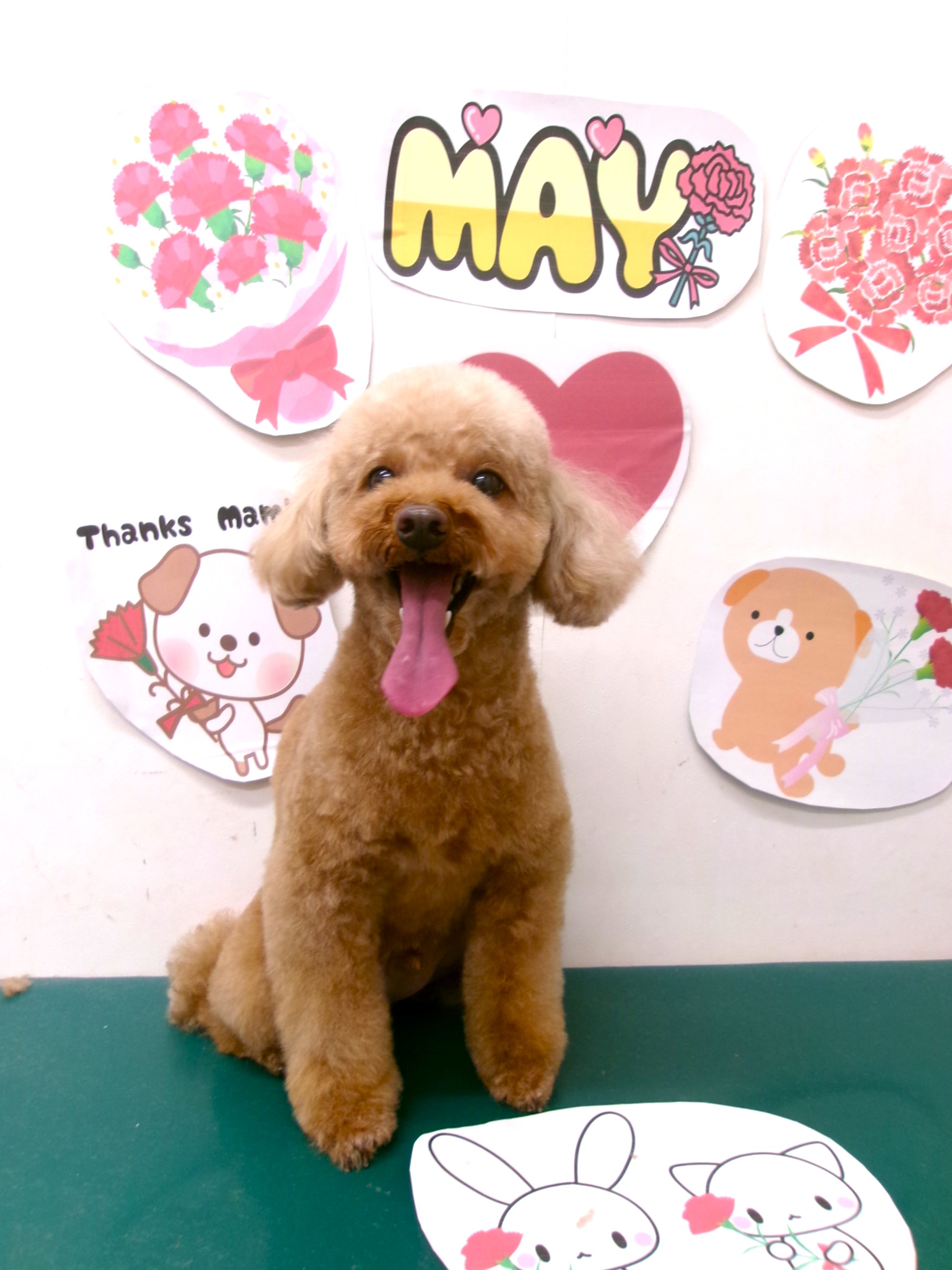 トリミングサロン シュシュどうぶつ病院のトリミングカット-10002の1枚目