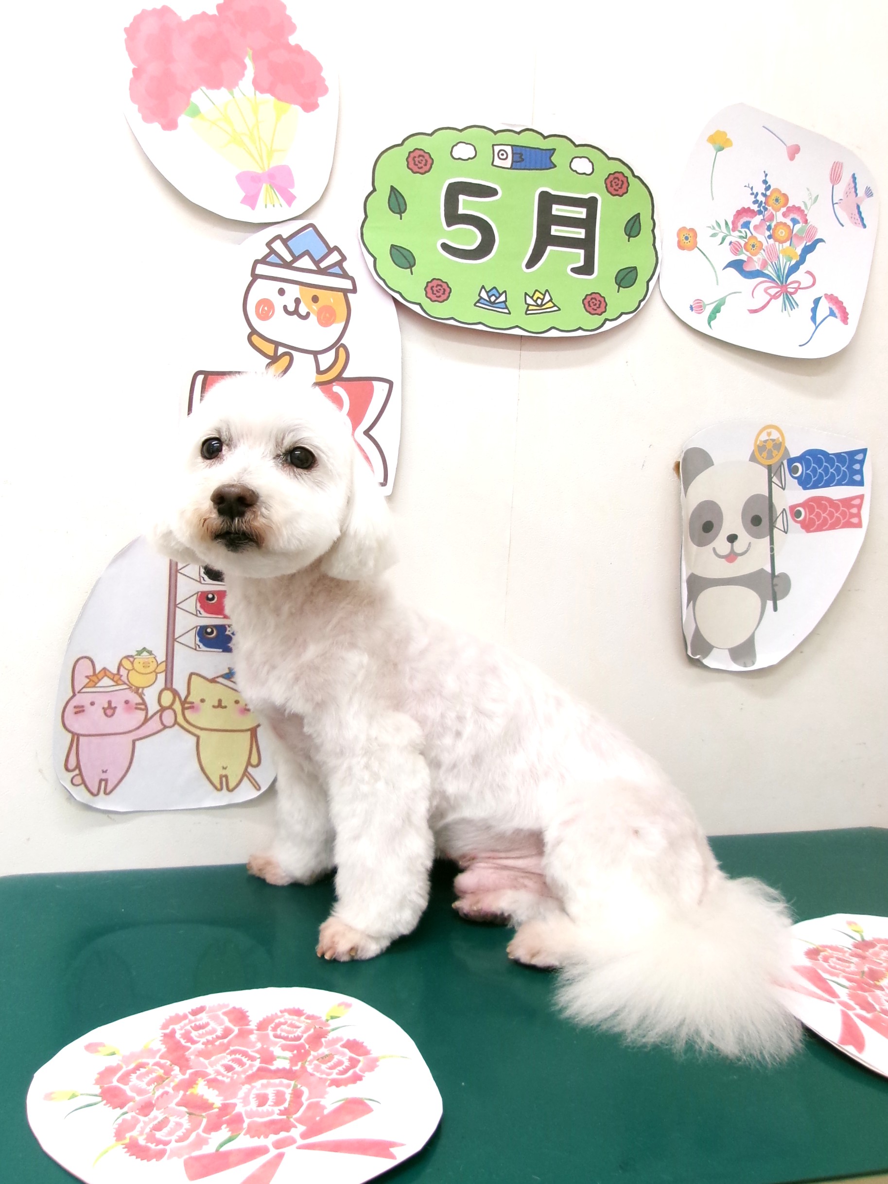 ミックス犬(その他)のトリミングカット シュシュどうぶつ病院の1枚目