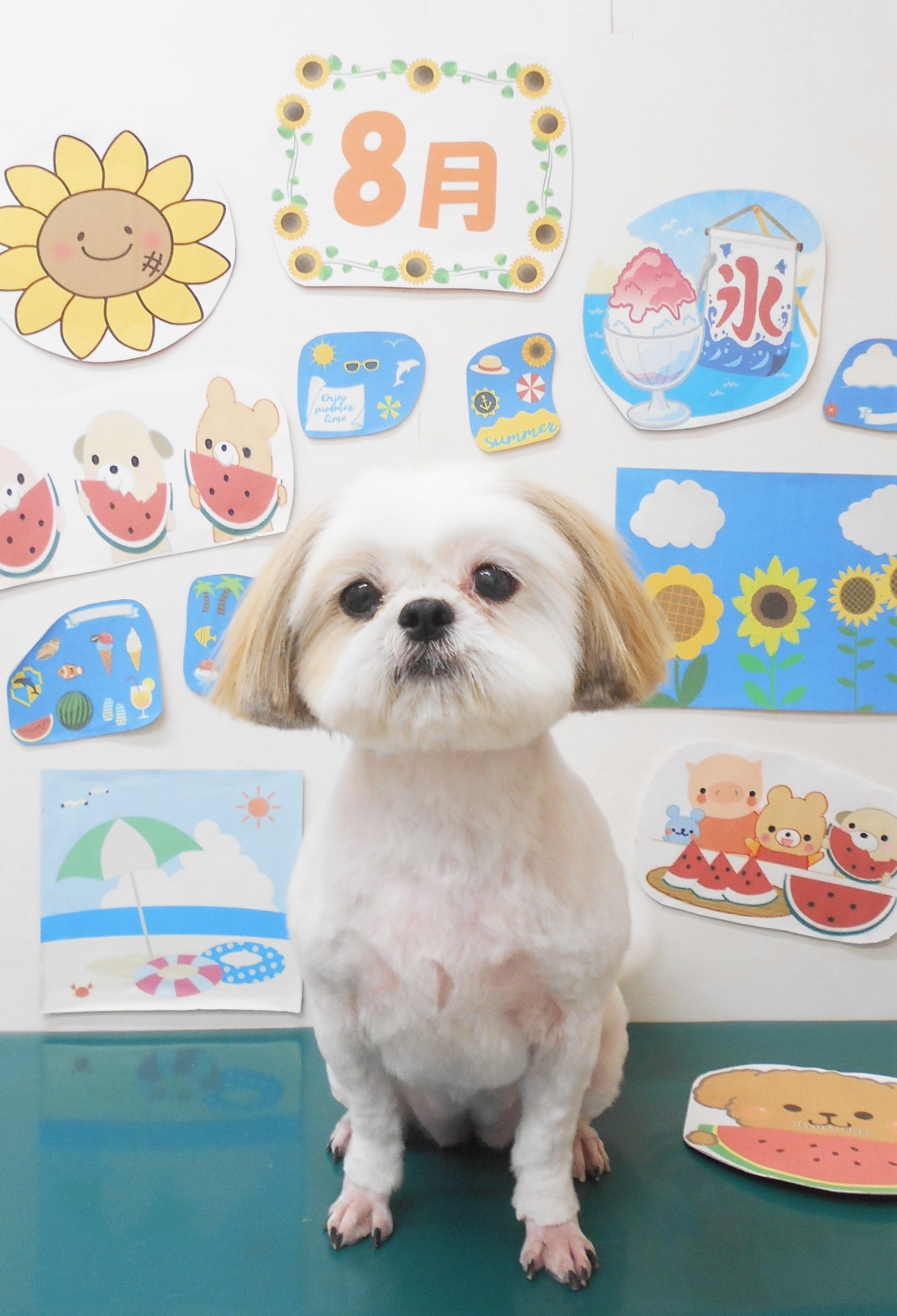 シーズーのトリミングカット シュシュどうぶつ病院の1枚目