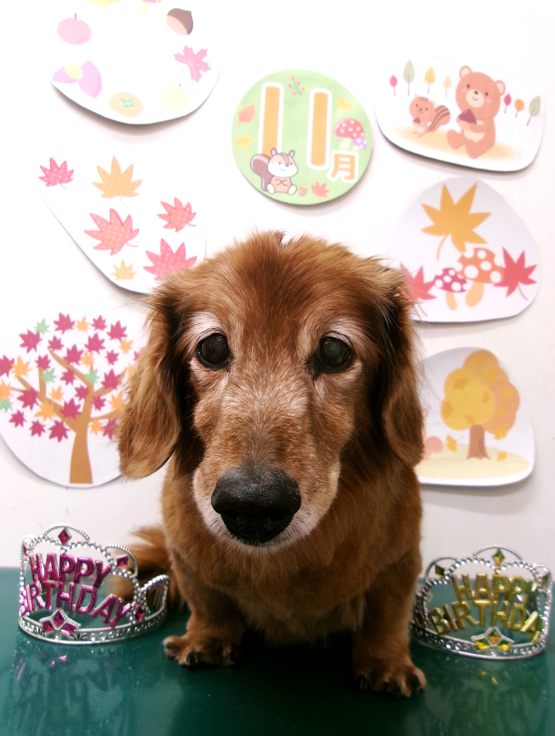 トリミングサロン シュシュどうぶつ病院のトリミングカット-10559の1枚目