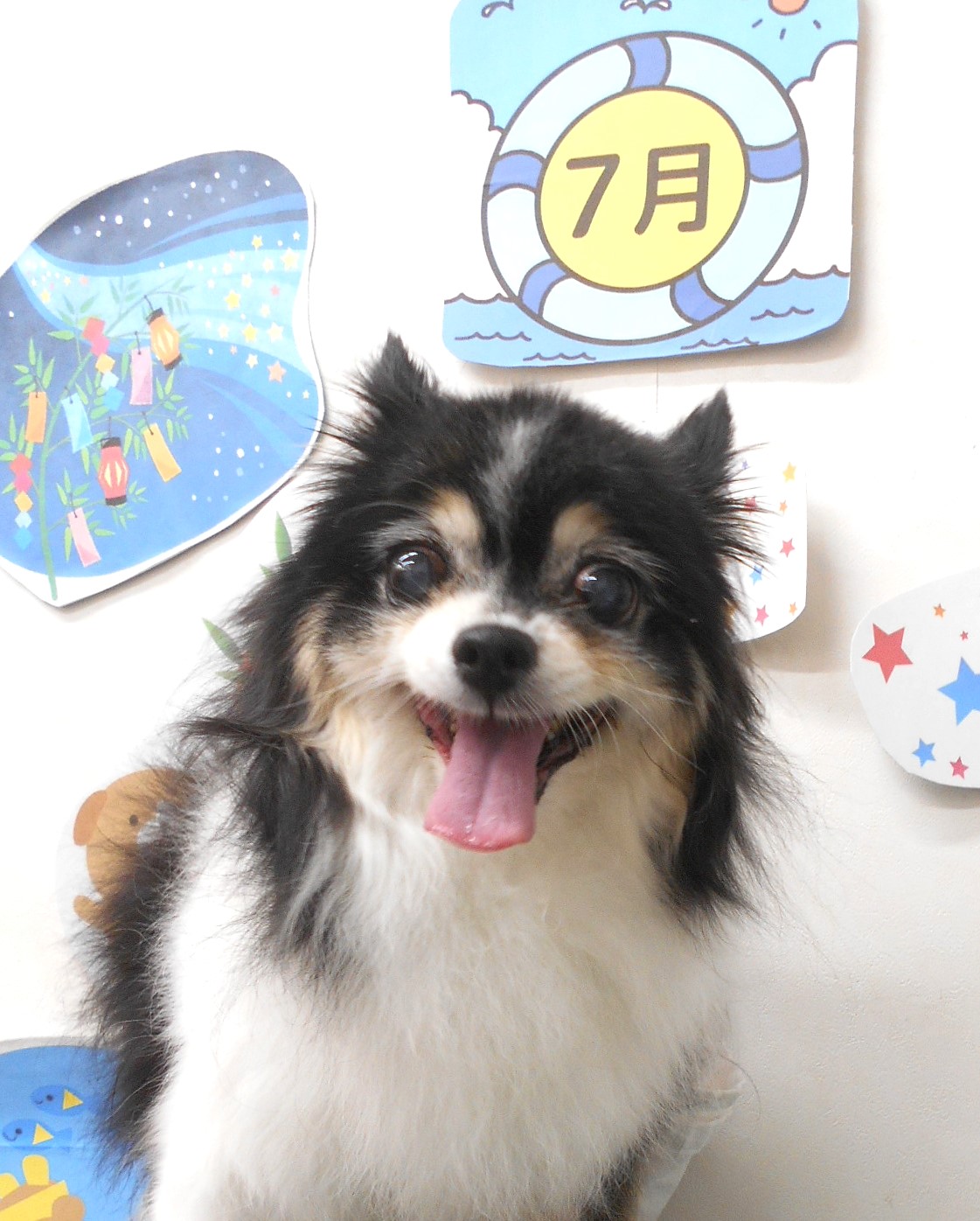 チワワのトリミングカット シュシュどうぶつ病院の1枚目