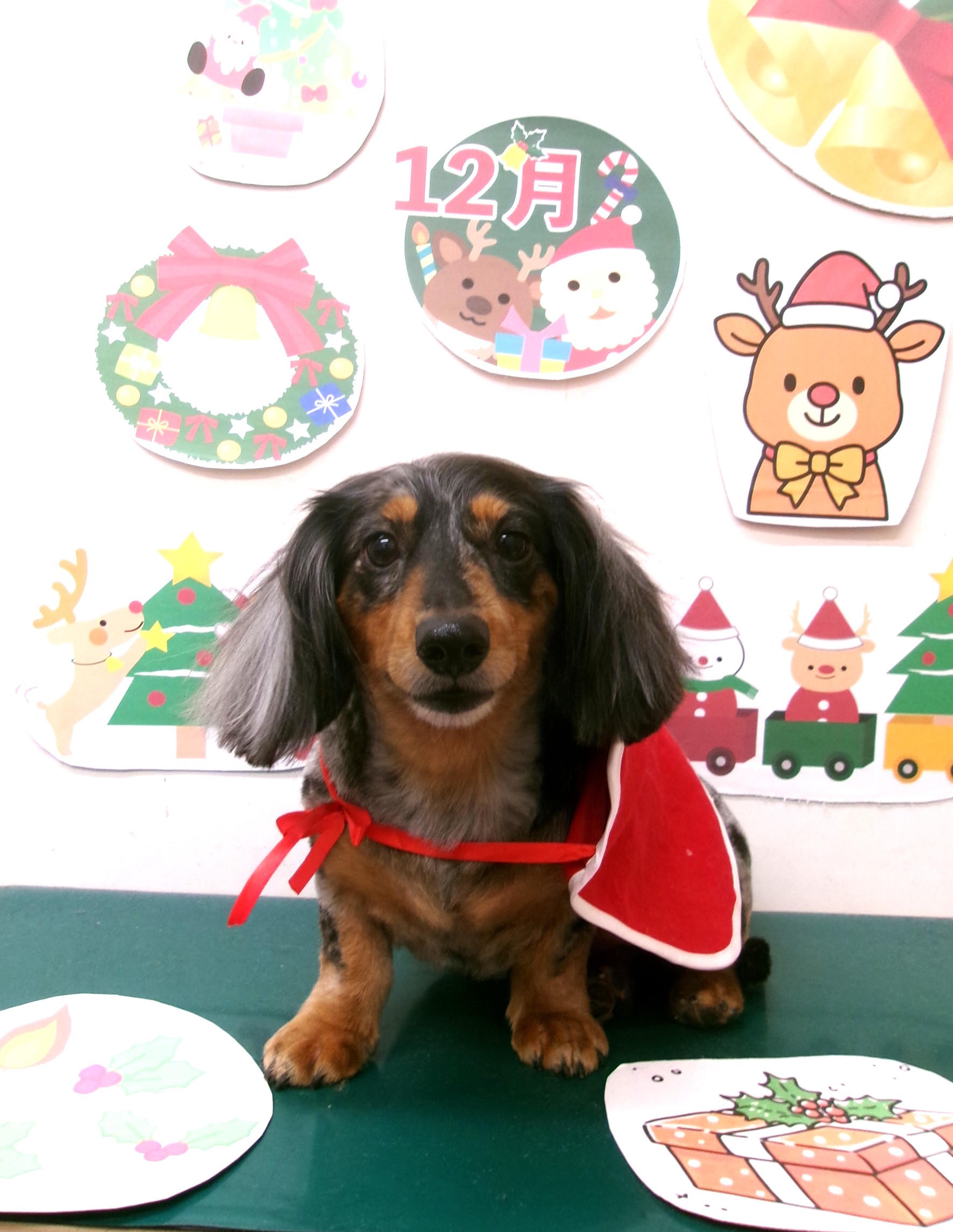 カット例 - シュシュどうぶつ病院