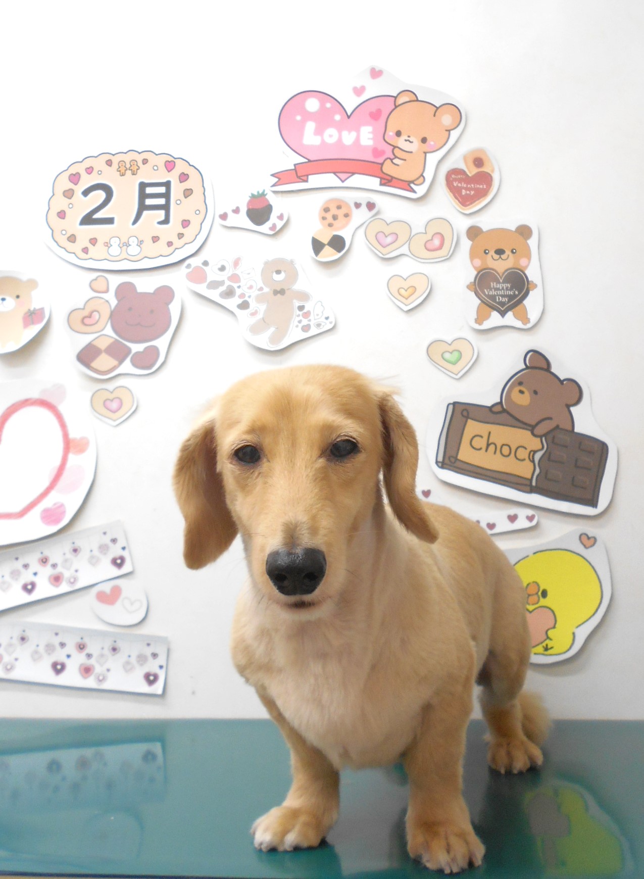 ミニチュアダックスフンドのトリミングカット シュシュどうぶつ病院の1枚目