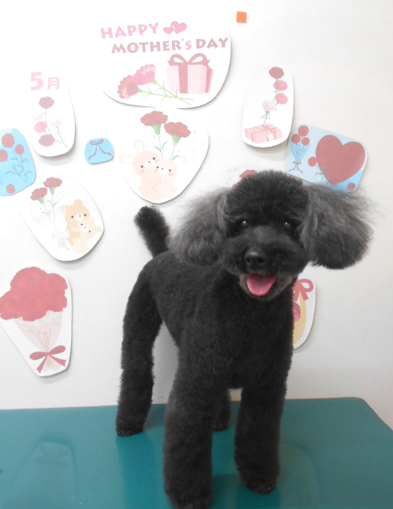 トイプードルのトリミングカット シュシュどうぶつ病院の1枚目