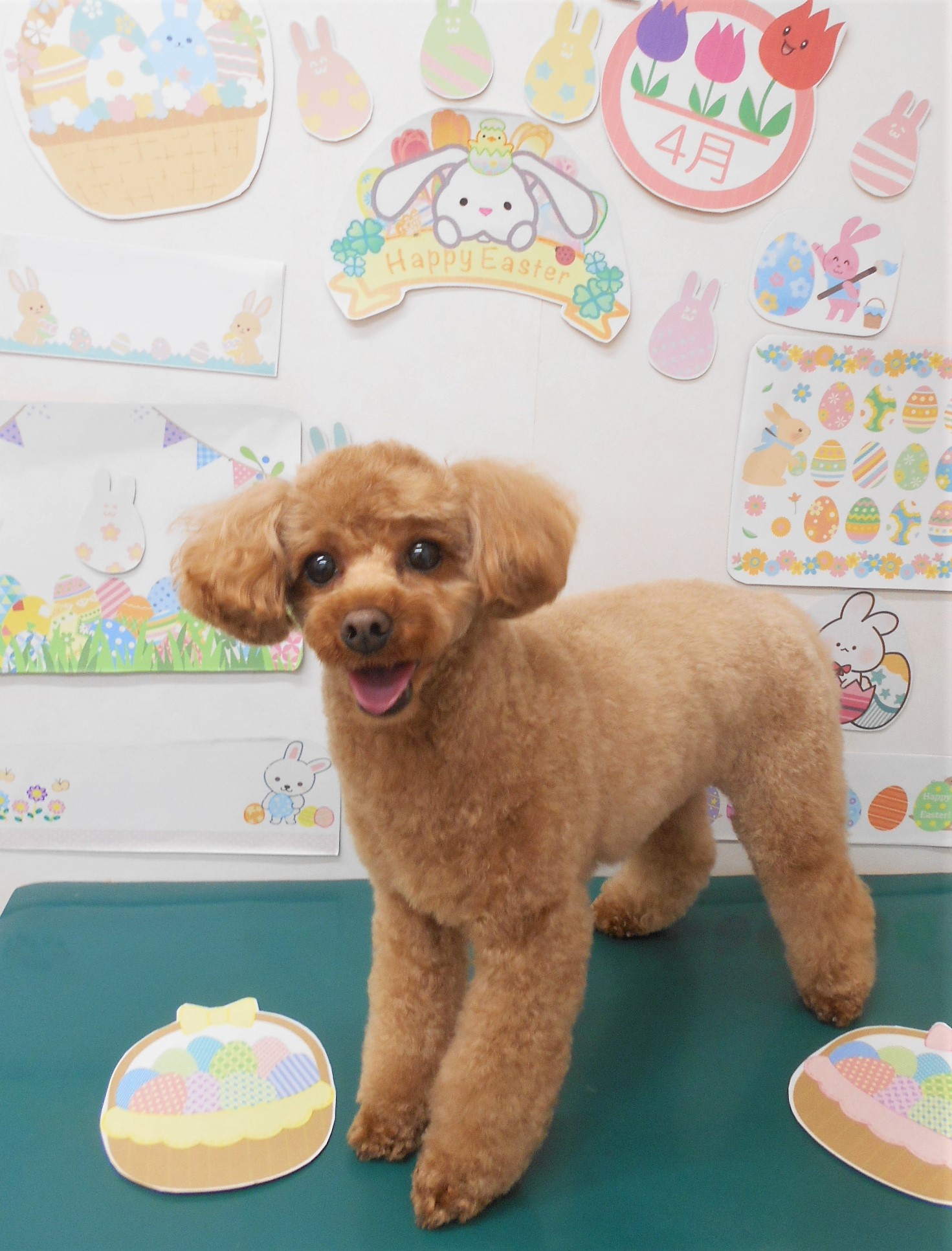 トイプードルのトリミングカット シュシュどうぶつ病院の1枚目