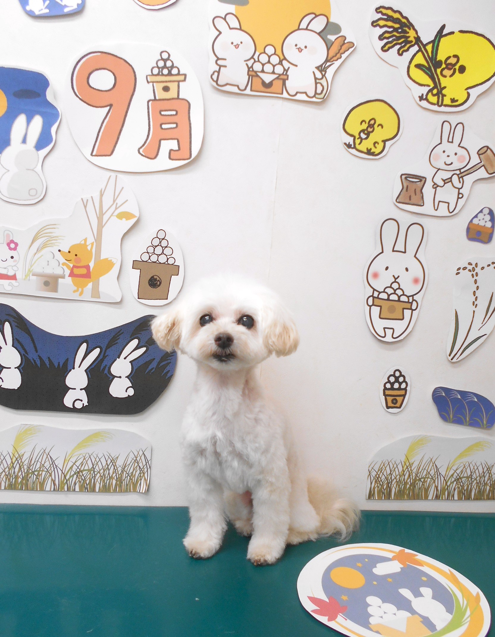 ミックス犬(その他)のトリミングカット シュシュどうぶつ病院の1枚目