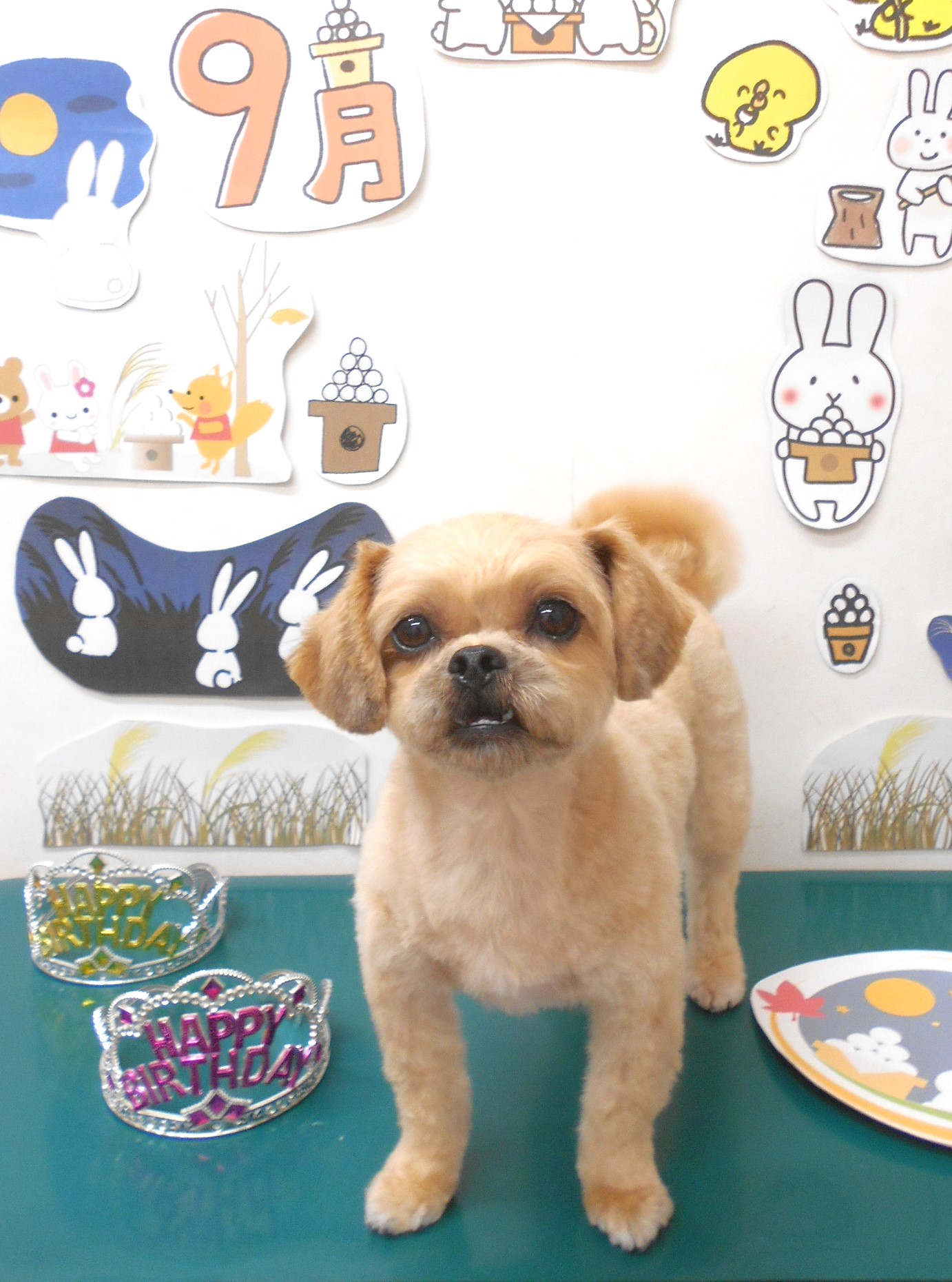 ミックス犬(その他)のトリミングカット シュシュどうぶつ病院の1枚目