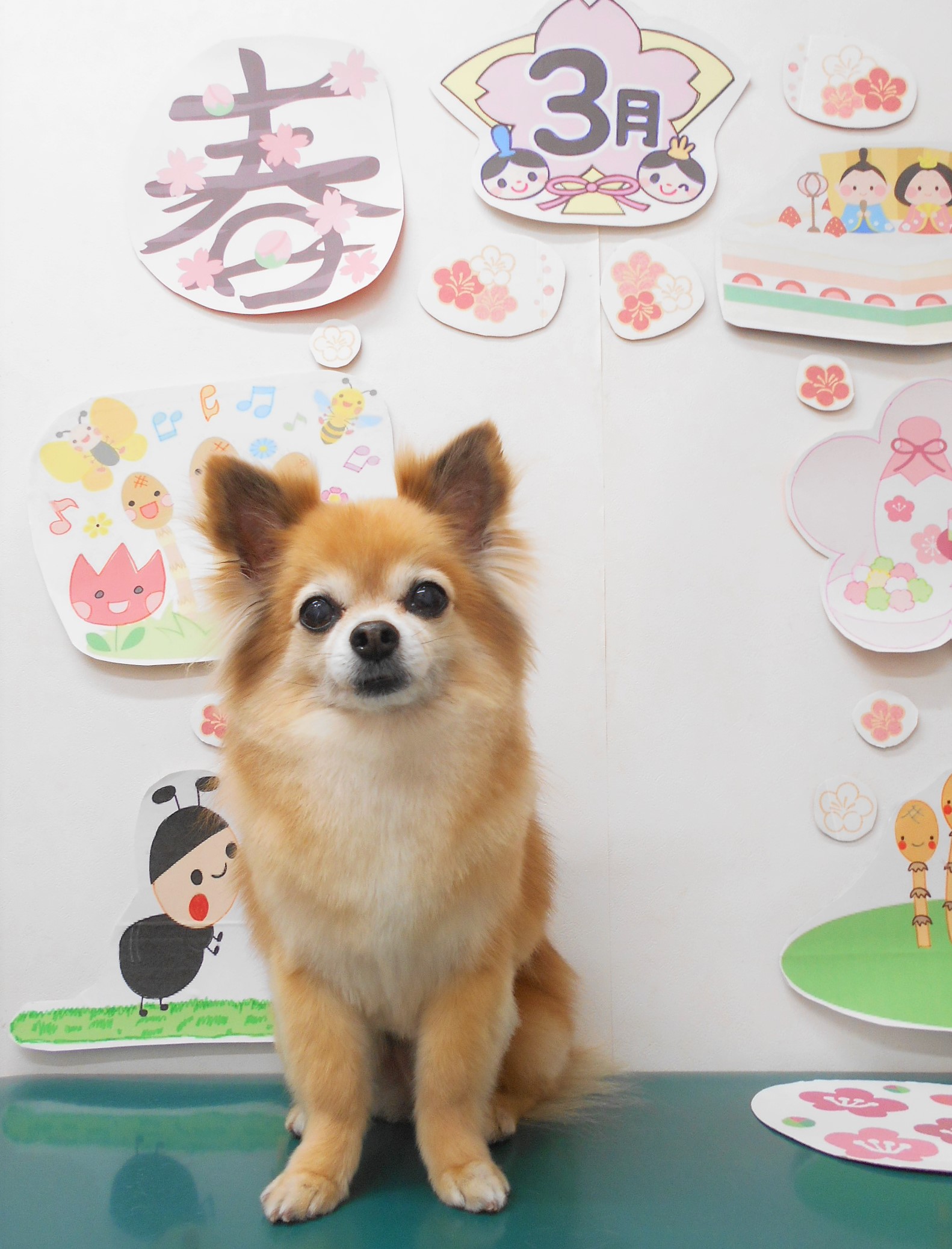 チワワのトリミングカット シュシュどうぶつ病院の1枚目
