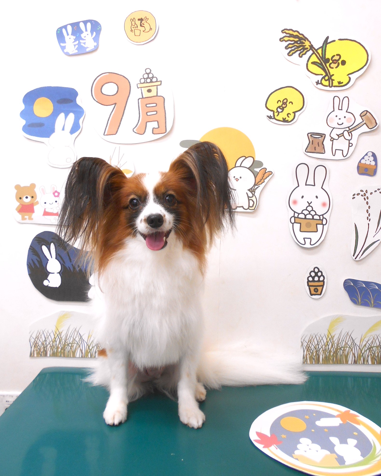 パピヨンのトリミングカット シュシュどうぶつ病院の1枚目