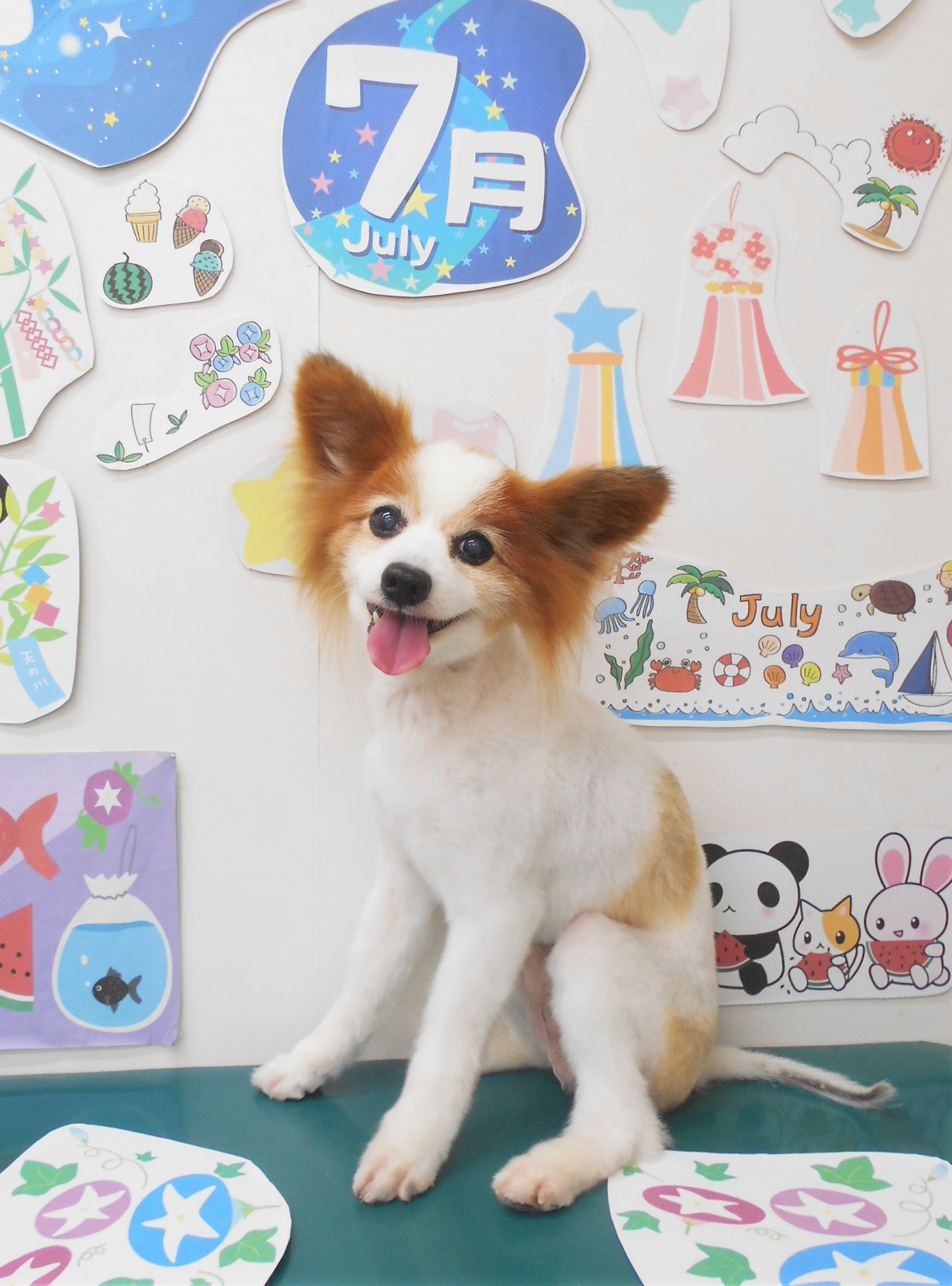 パピヨンのトリミングカット シュシュどうぶつ病院の1枚目