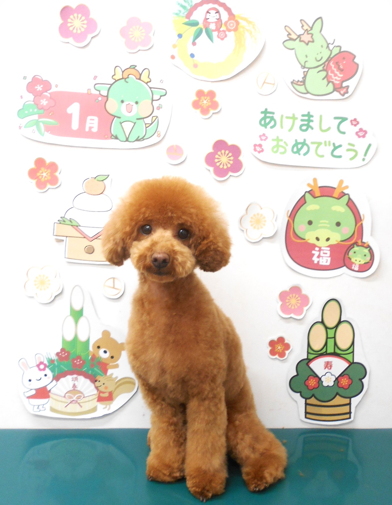 トリミングサロン シュシュどうぶつ病院のトリミングカット-8480の1枚目