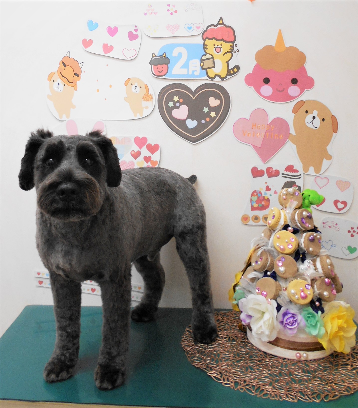 ミニチュアシュナウザーのトリミングカット シュシュどうぶつ病院の1枚目