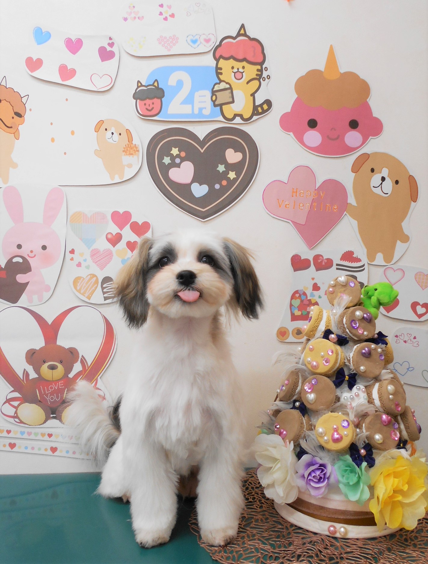 ミックス犬(その他)のトリミングカット シュシュどうぶつ病院の1枚目