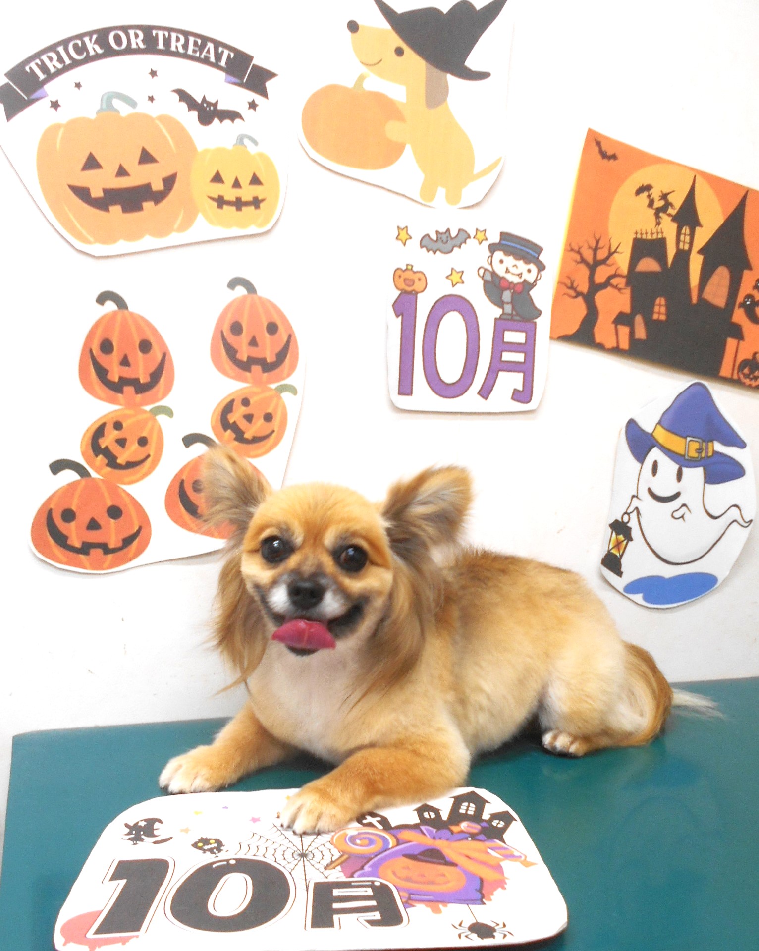 ミックス犬(その他)のトリミングカット シュシュどうぶつ病院の1枚目