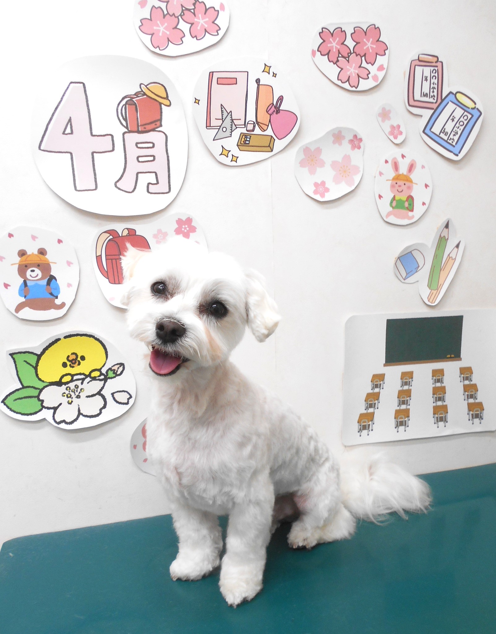 マルチーズのトリミングカット シュシュどうぶつ病院の1枚目