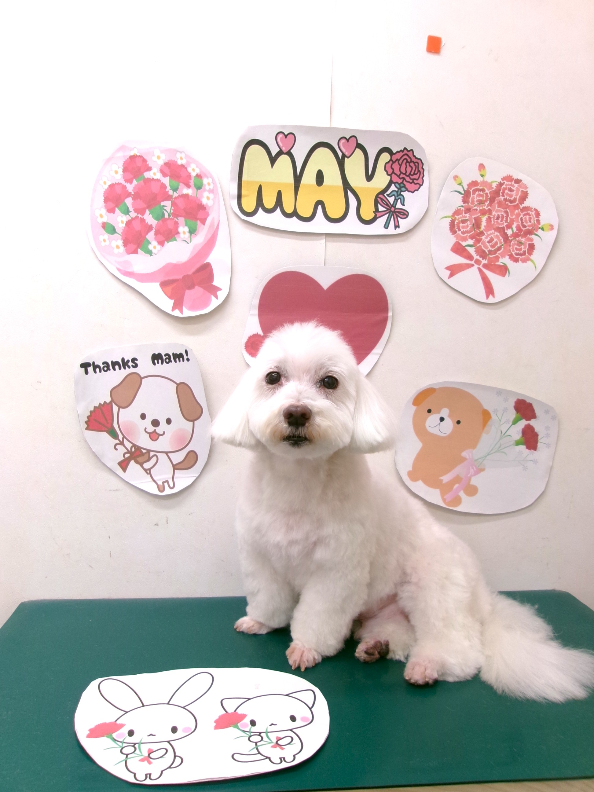 トリミングサロン シュシュどうぶつ病院のトリミングカット-10066の1枚目