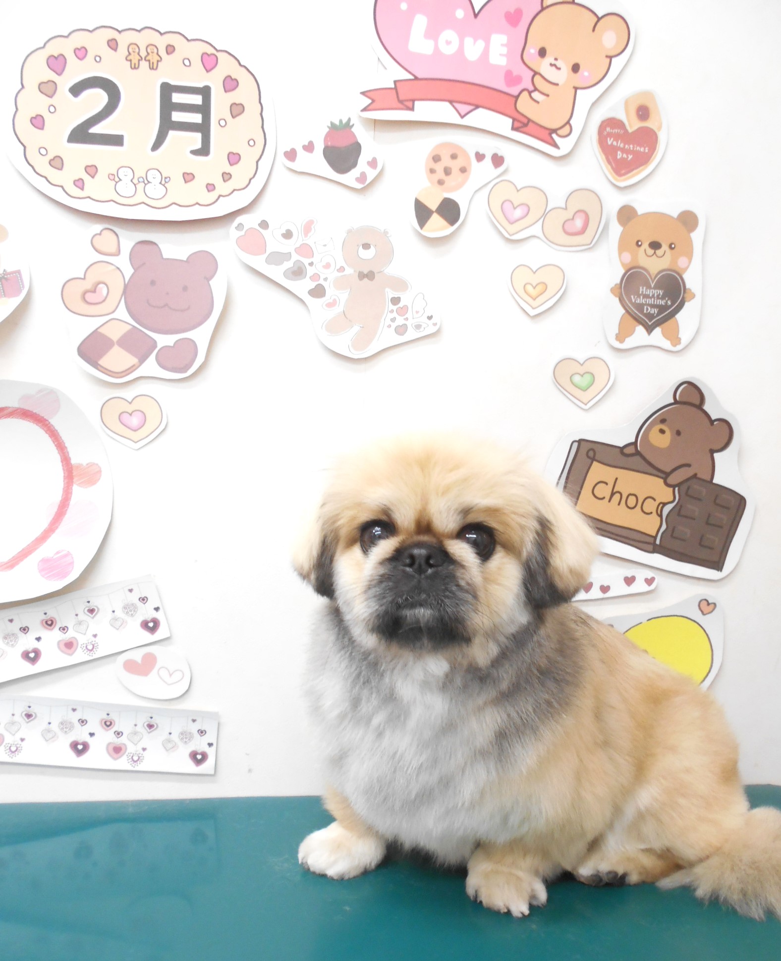 ミックス犬(その他)のトリミングカット シュシュどうぶつ病院の1枚目