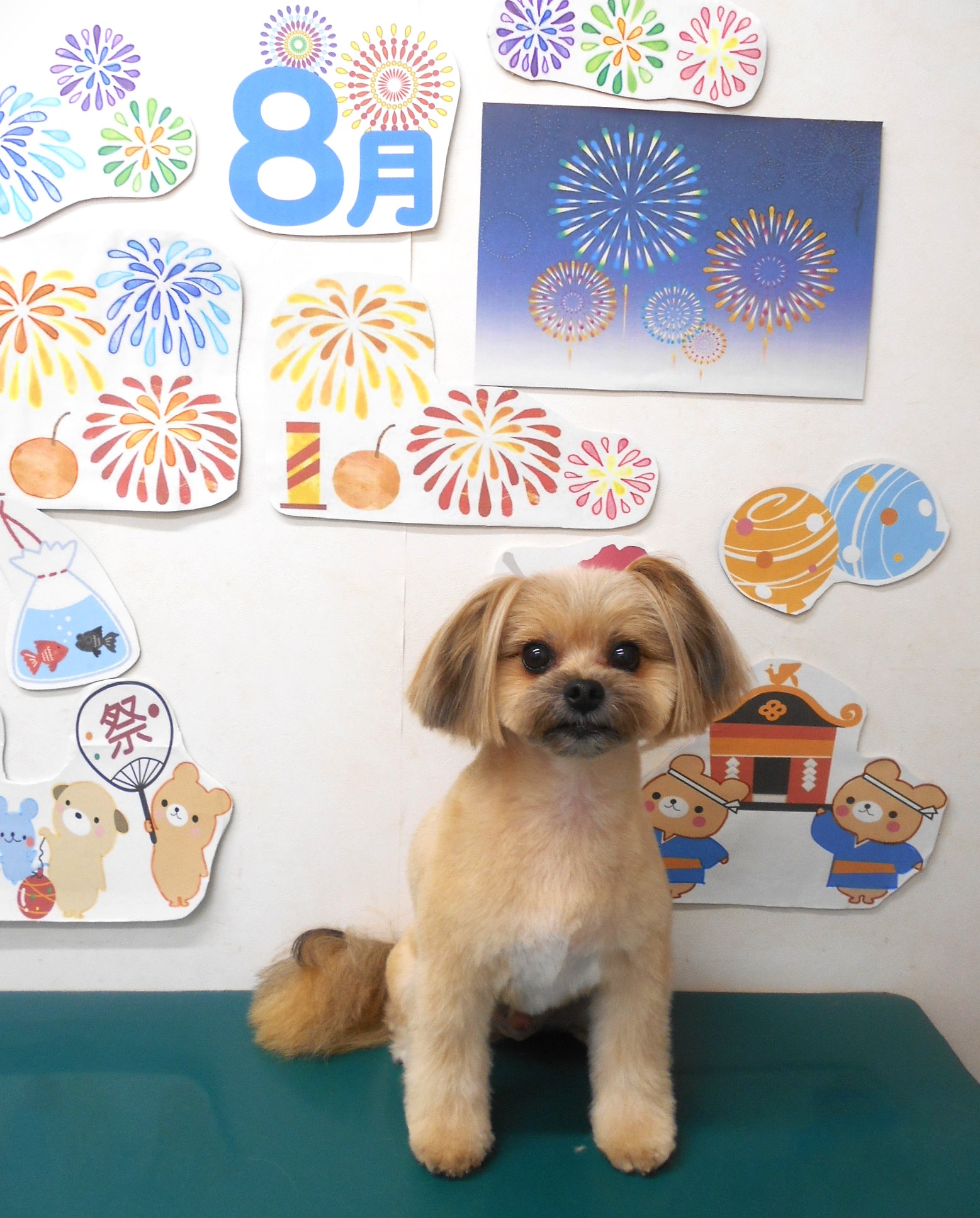 ミックス犬(その他)のトリミングカット シュシュどうぶつ病院の1枚目