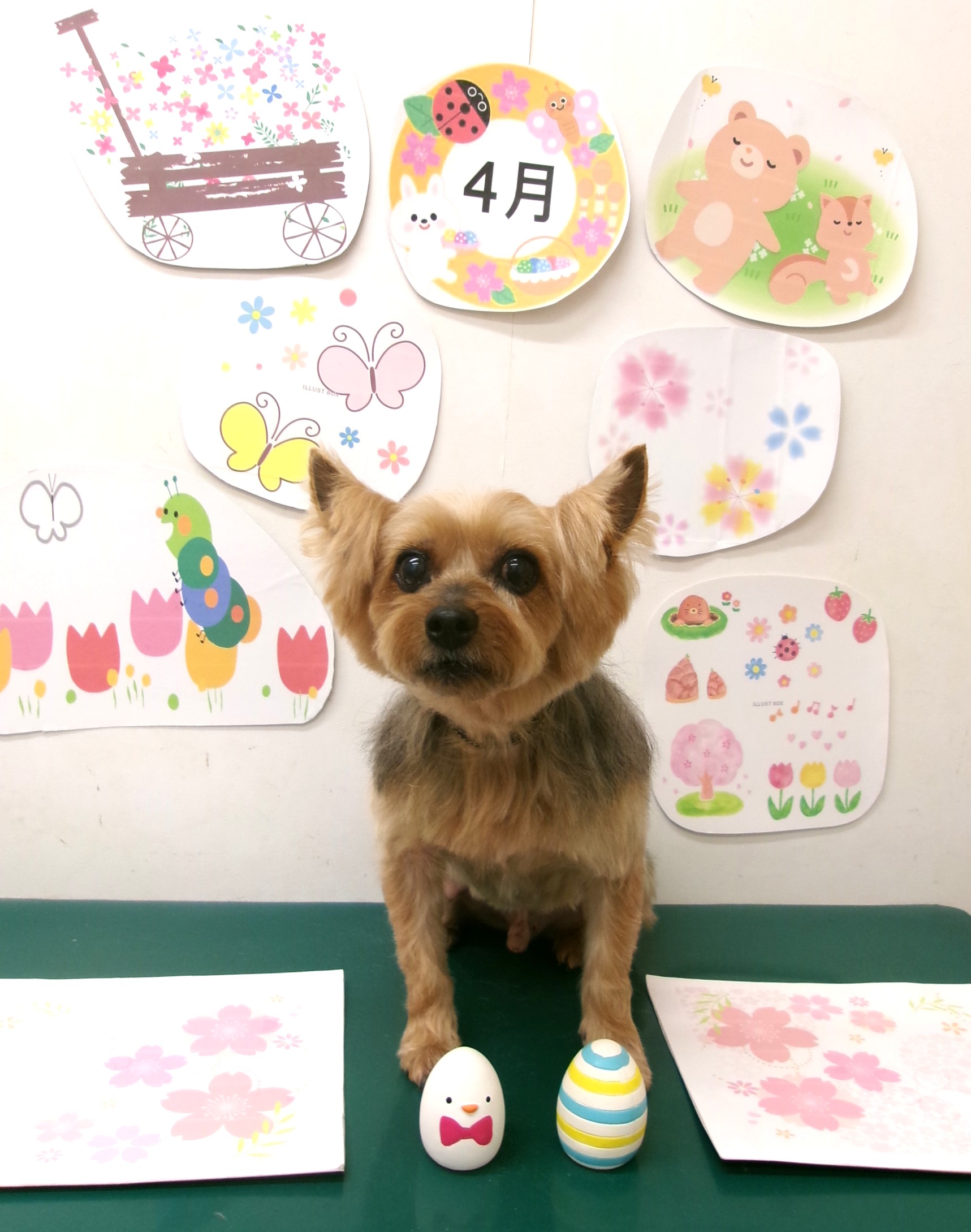 トリミングサロン シュシュどうぶつ病院のトリミングカット-9923の1枚目