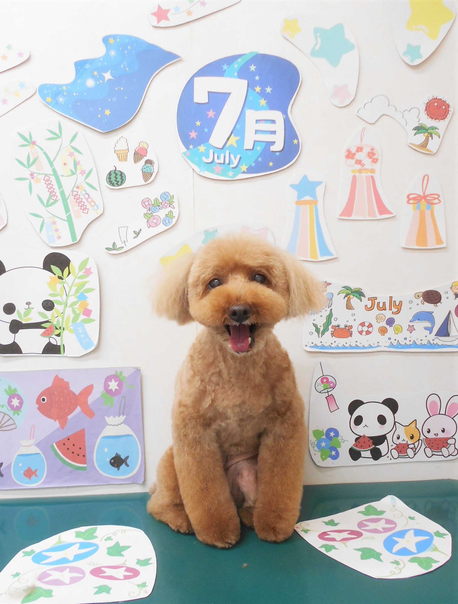トリミングサロン シュシュどうぶつ病院のトリミングカット-7913の1枚目