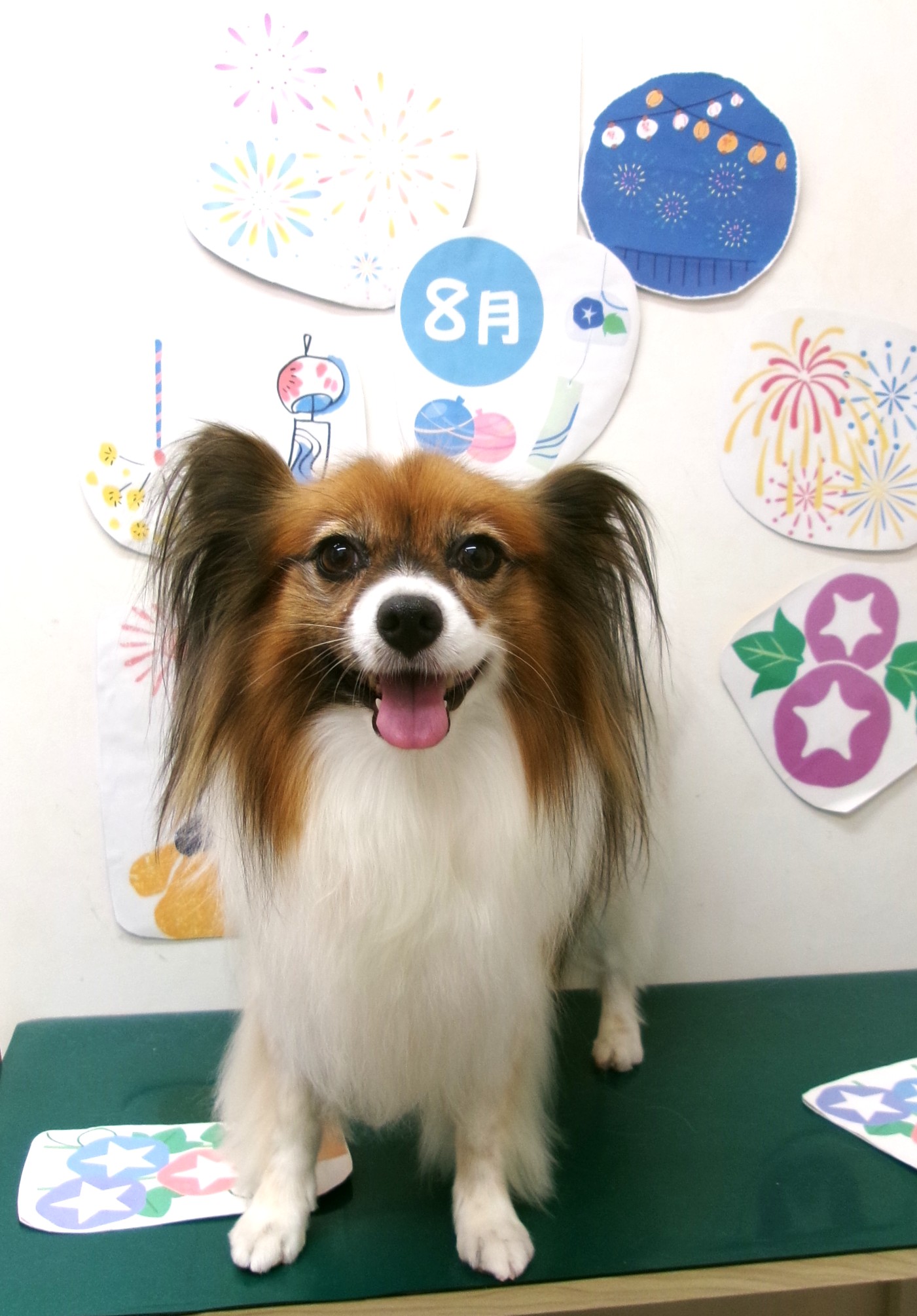 トリミングサロン シュシュどうぶつ病院のトリミングカット-10339の1枚目