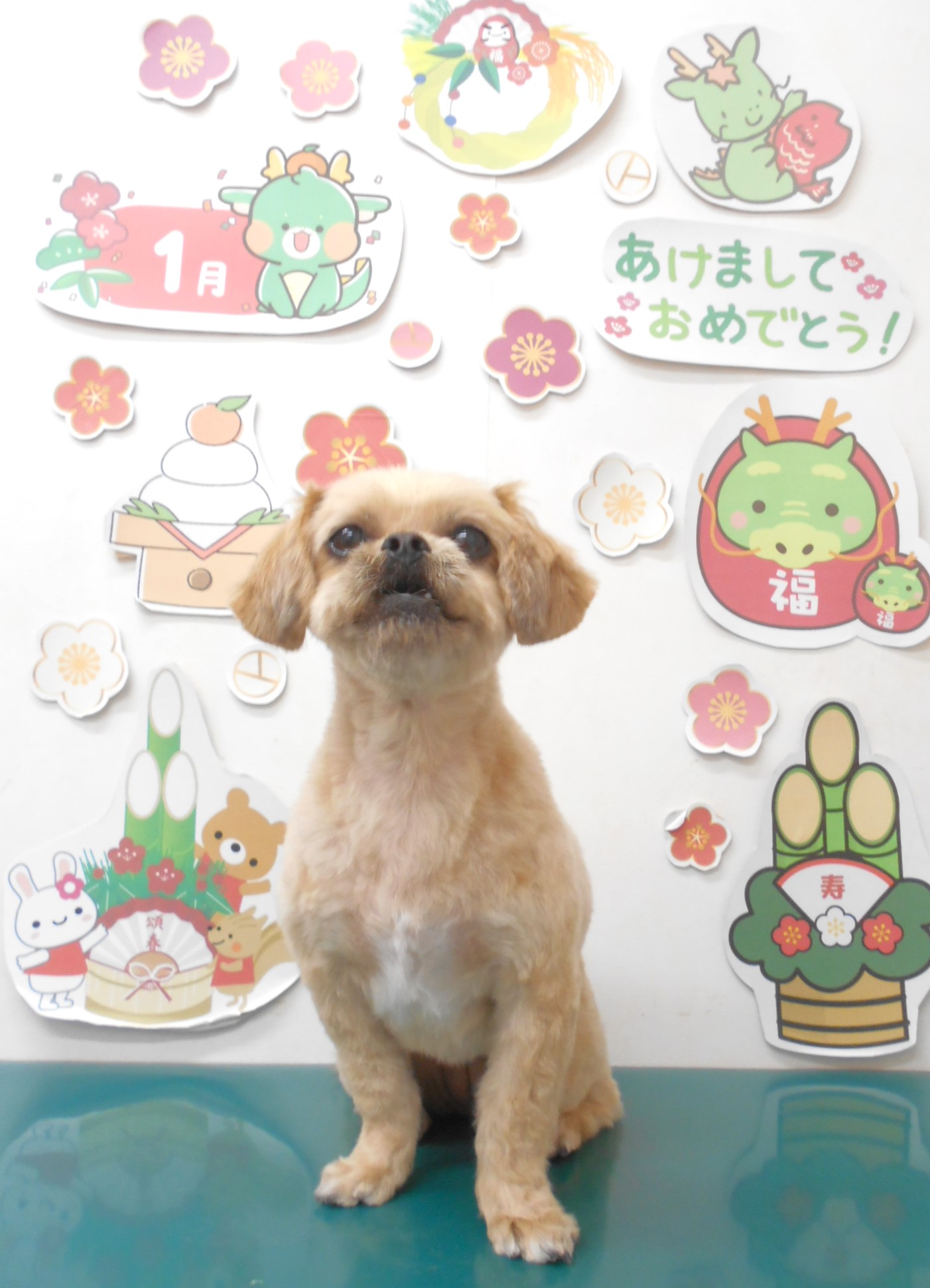 ミックス犬(その他)のトリミングカット シュシュどうぶつ病院の1枚目