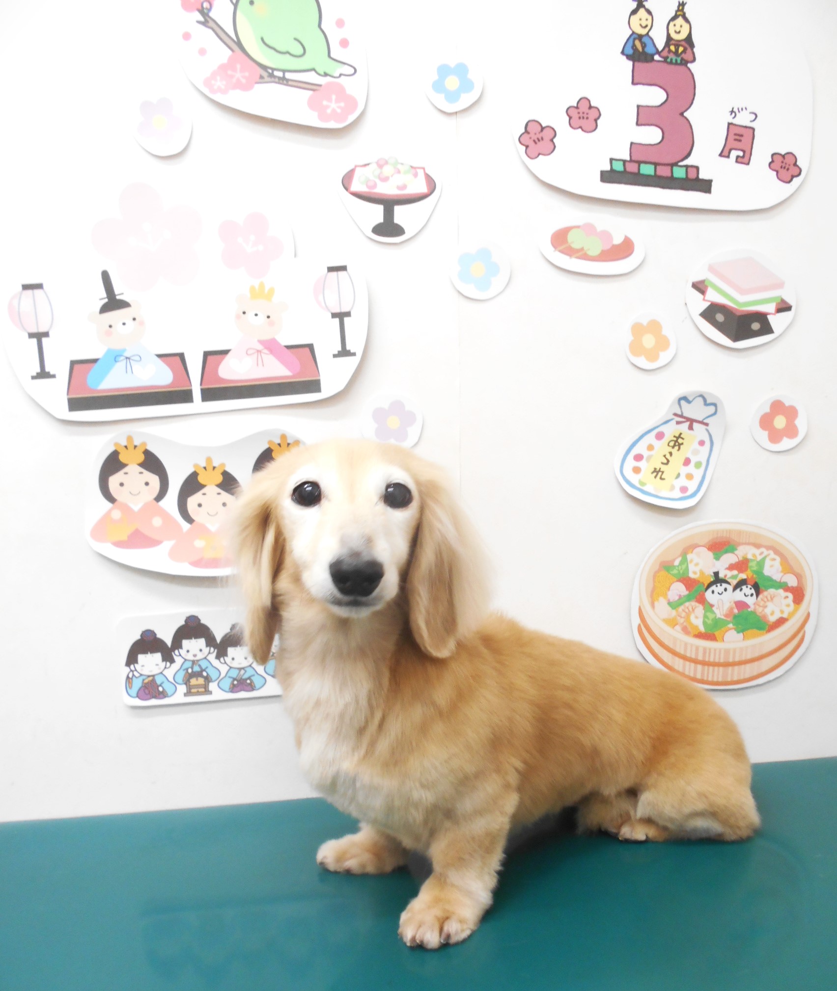 ミニチュアダックスフンドのトリミングカット シュシュどうぶつ病院の1枚目