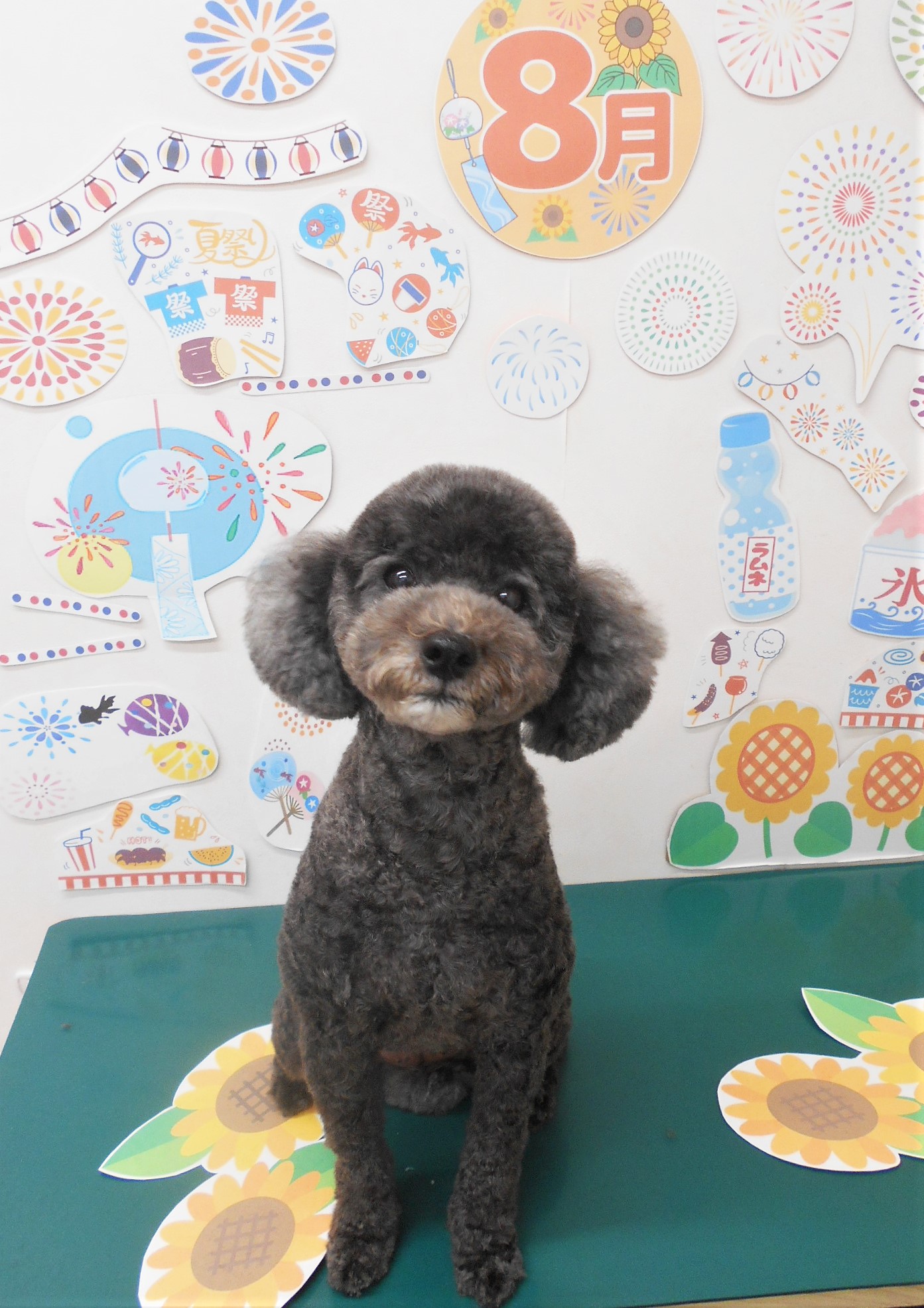 トイプードルのトリミングカット シュシュどうぶつ病院の1枚目
