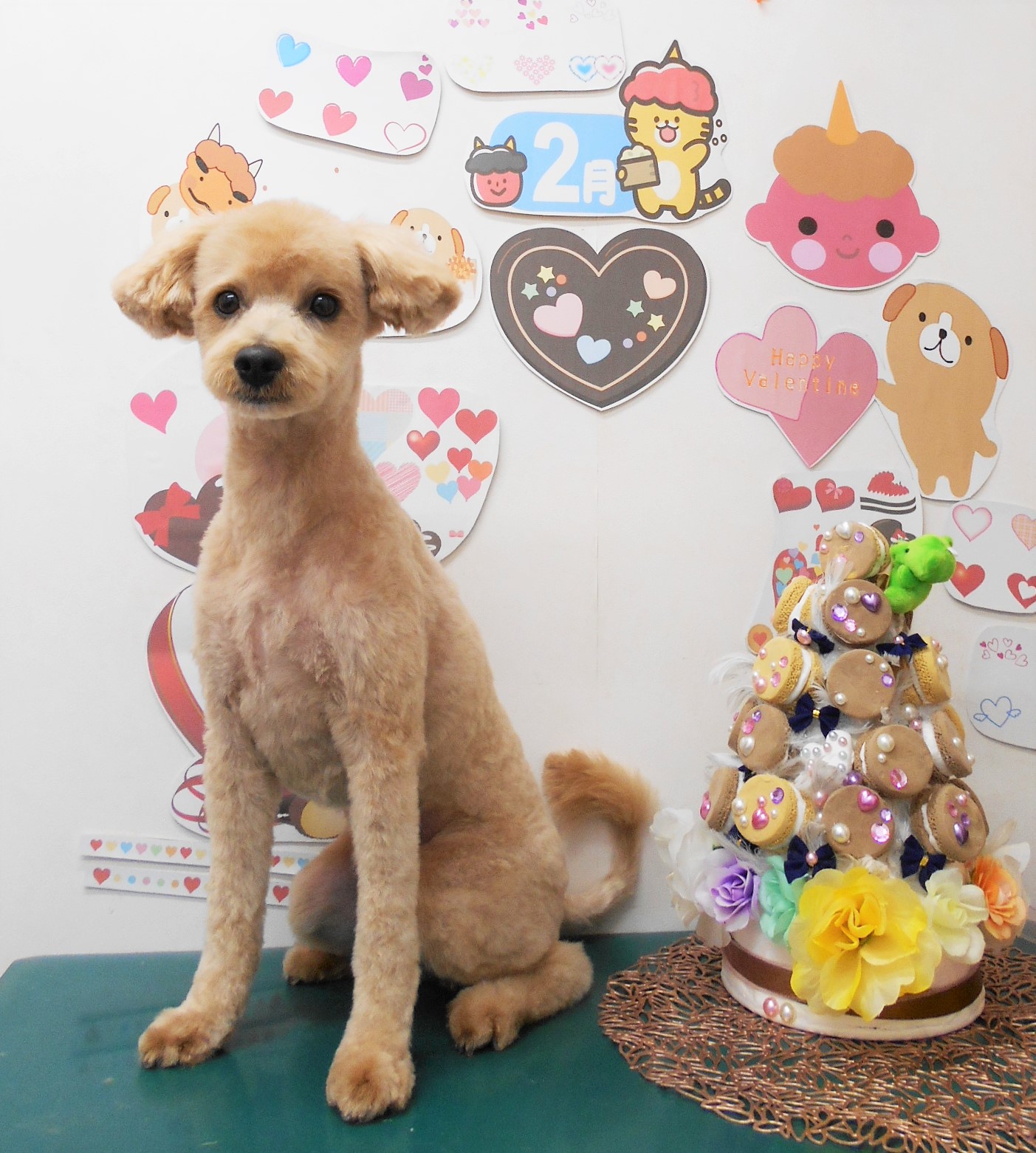 ミックス犬(その他)のトリミングカット シュシュどうぶつ病院の1枚目