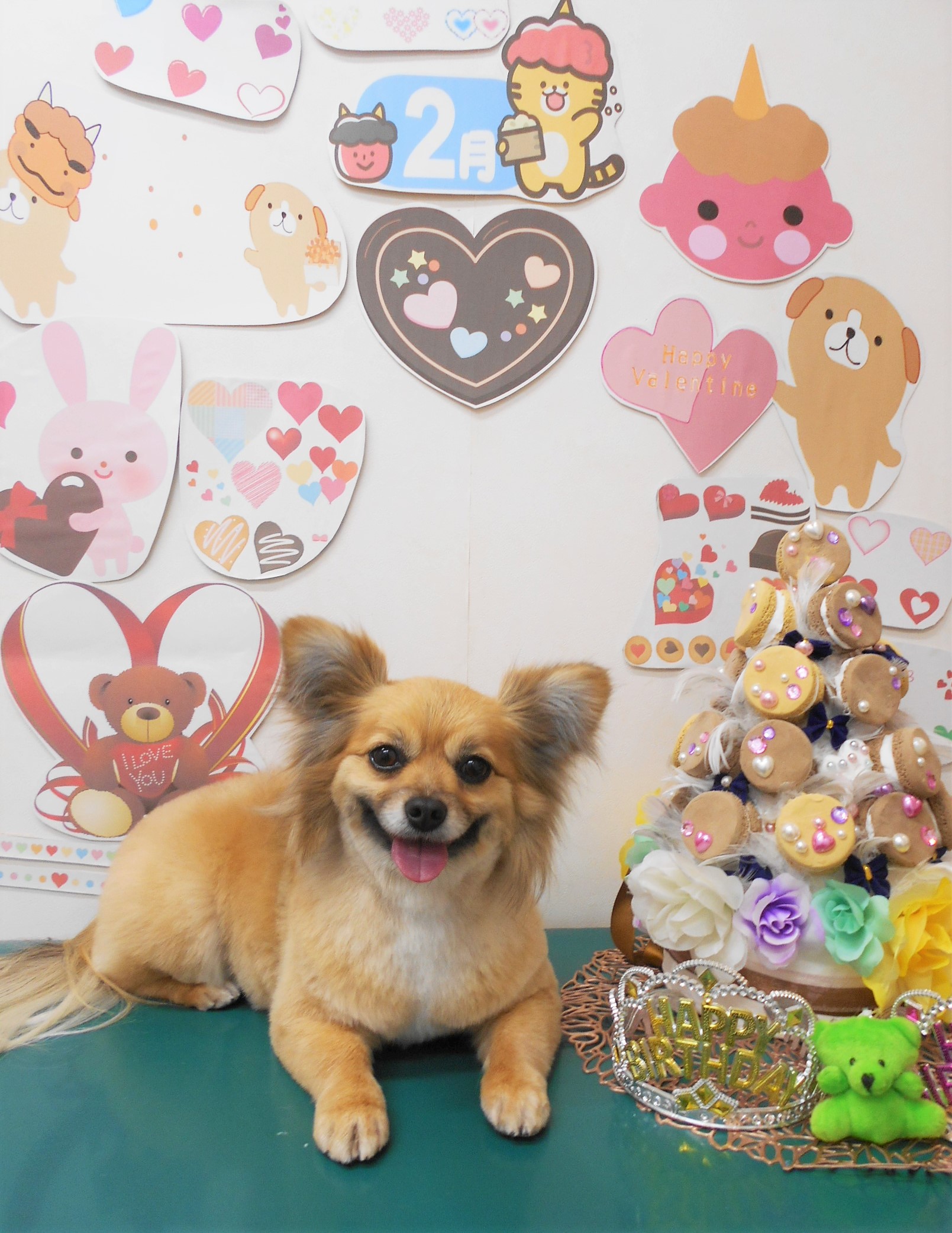 ミックス犬(その他)のトリミングカット シュシュどうぶつ病院の1枚目