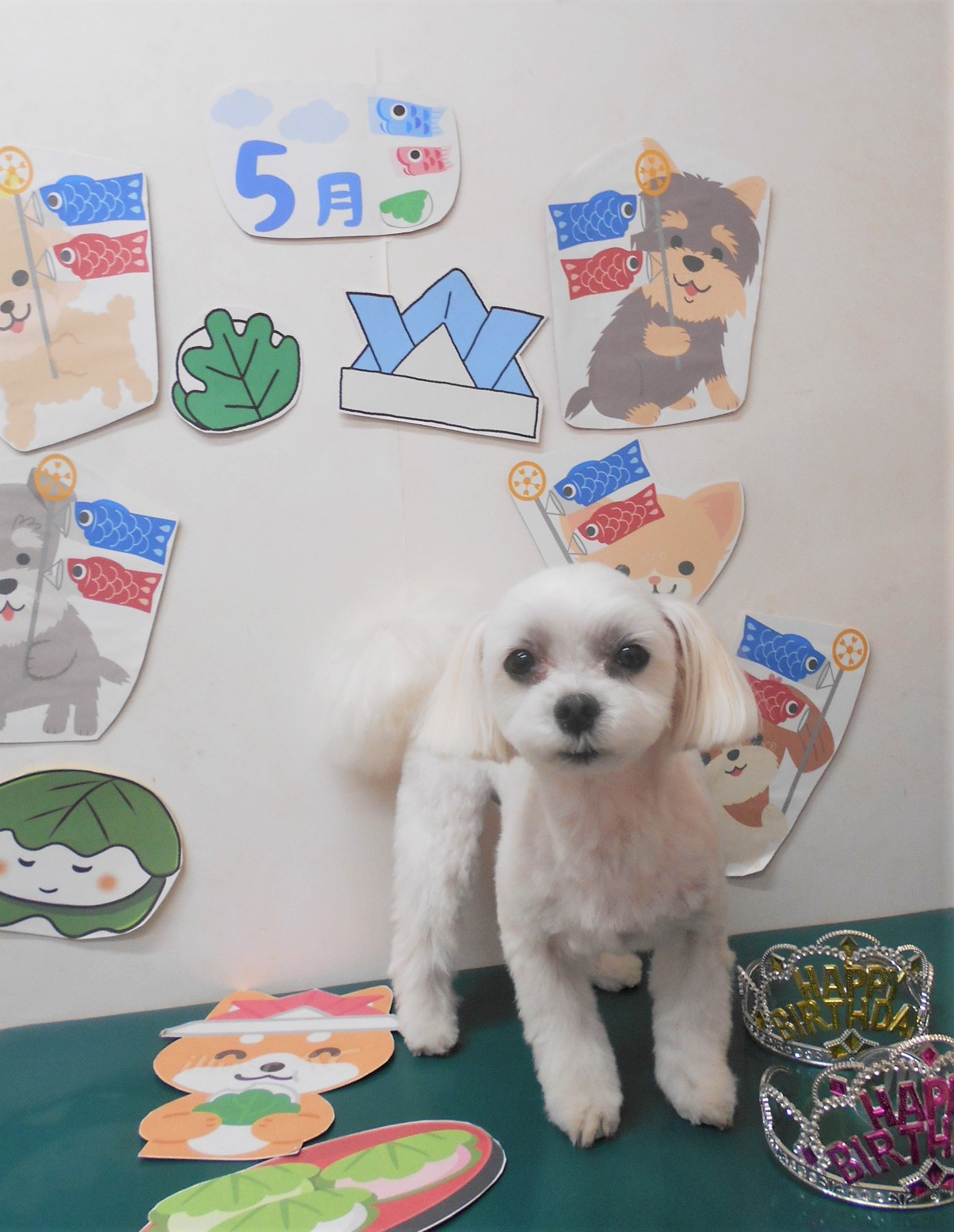 マルチーズのトリミングカット シュシュどうぶつ病院の1枚目