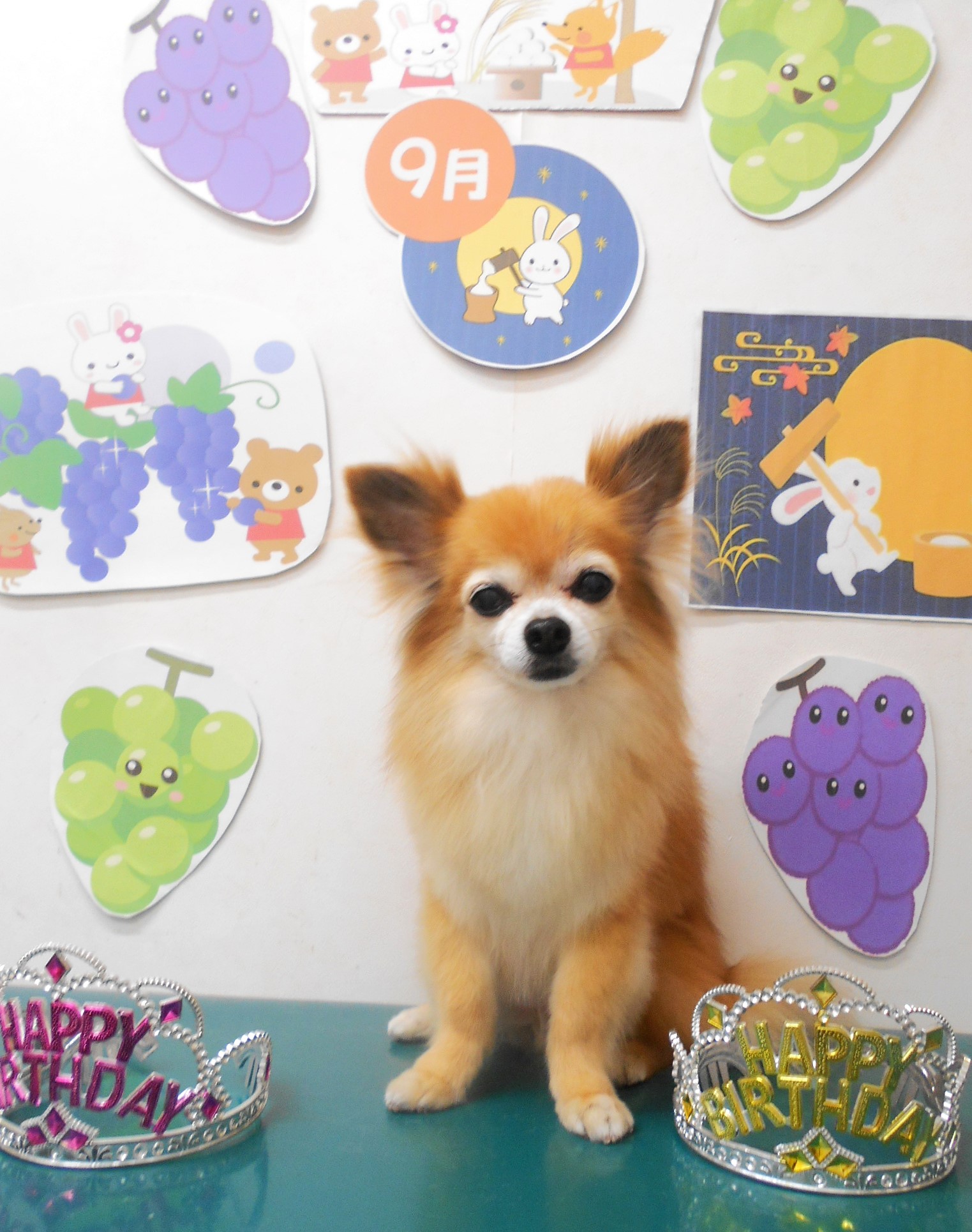 チワワのトリミングカット シュシュどうぶつ病院の1枚目