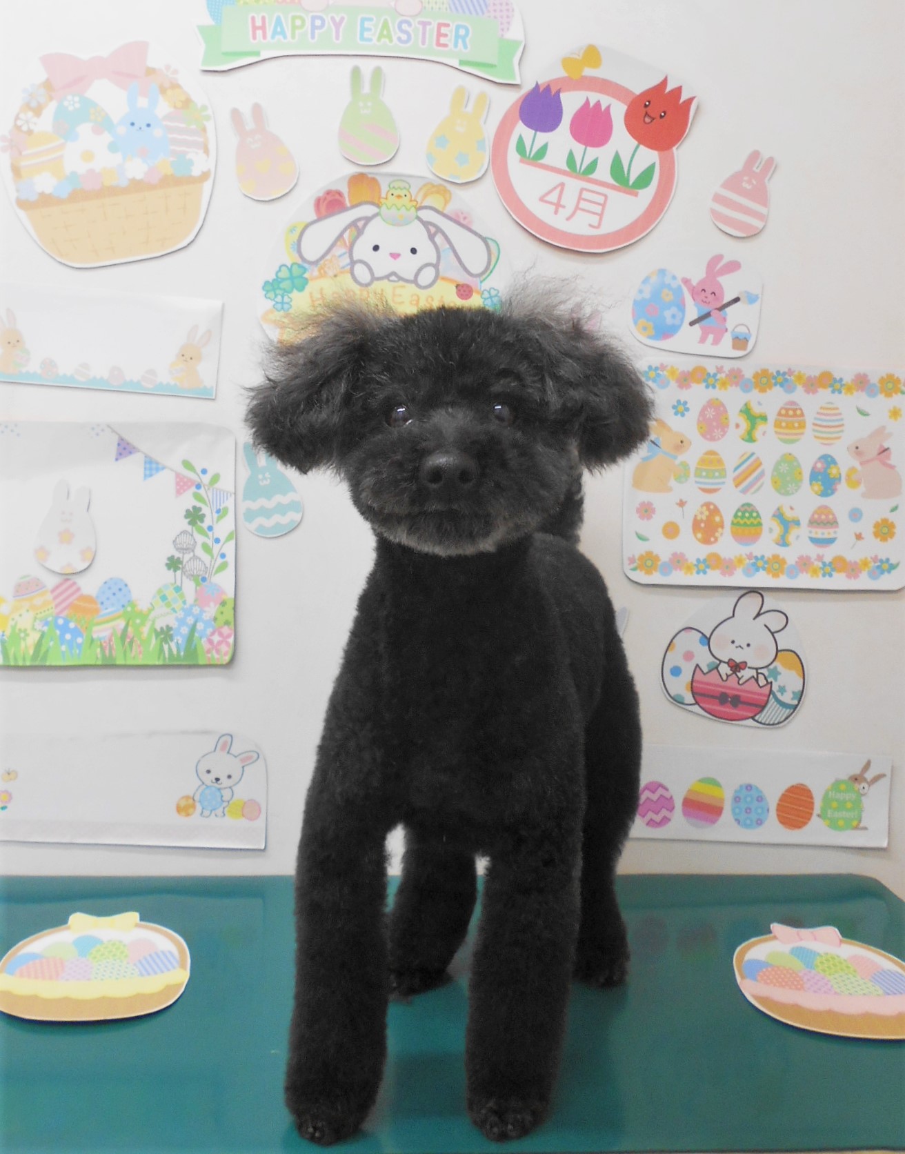 トイプードルのトリミングカット シュシュどうぶつ病院の1枚目