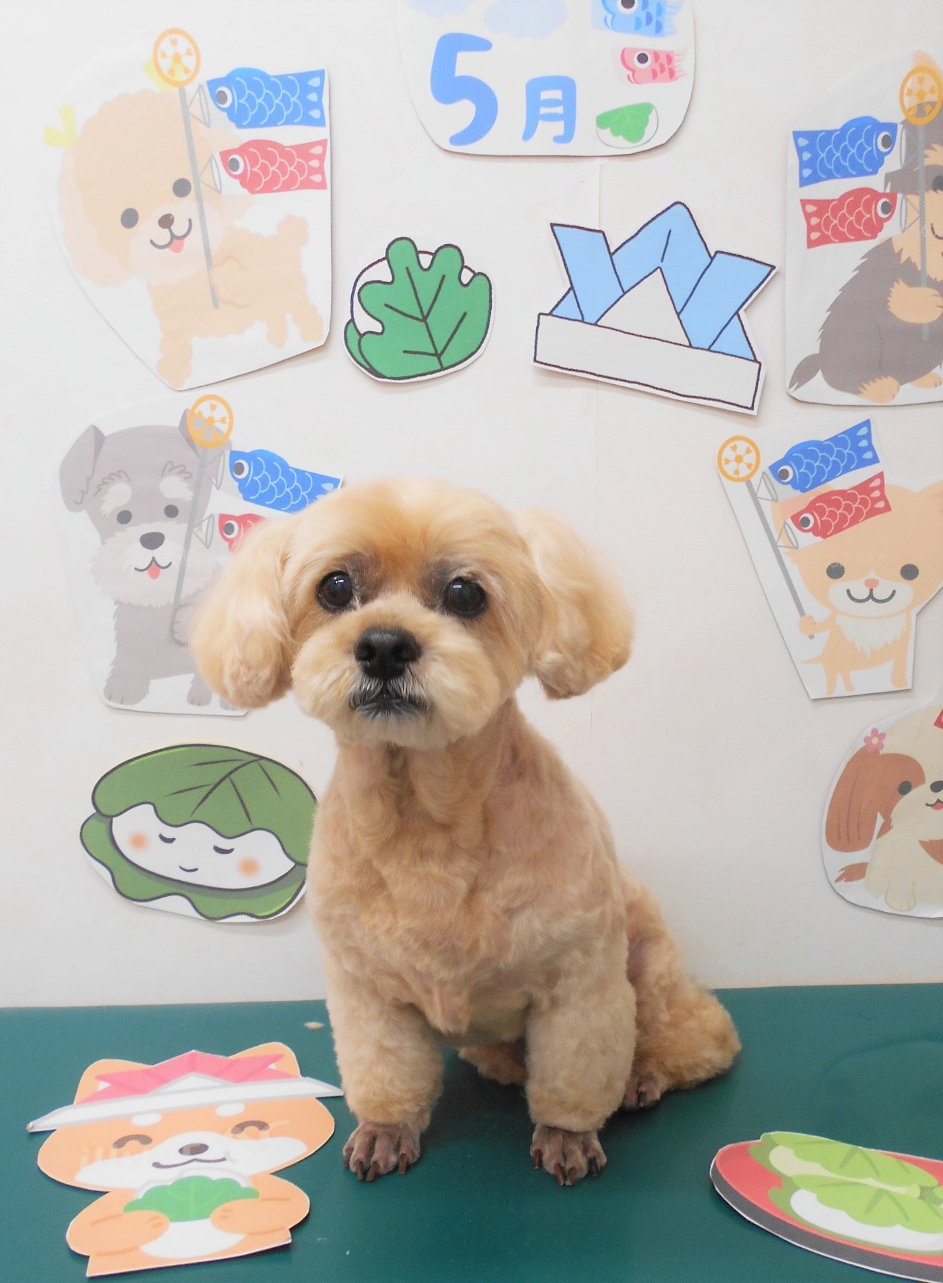 ミックス犬(その他)のトリミングカット シュシュどうぶつ病院の1枚目